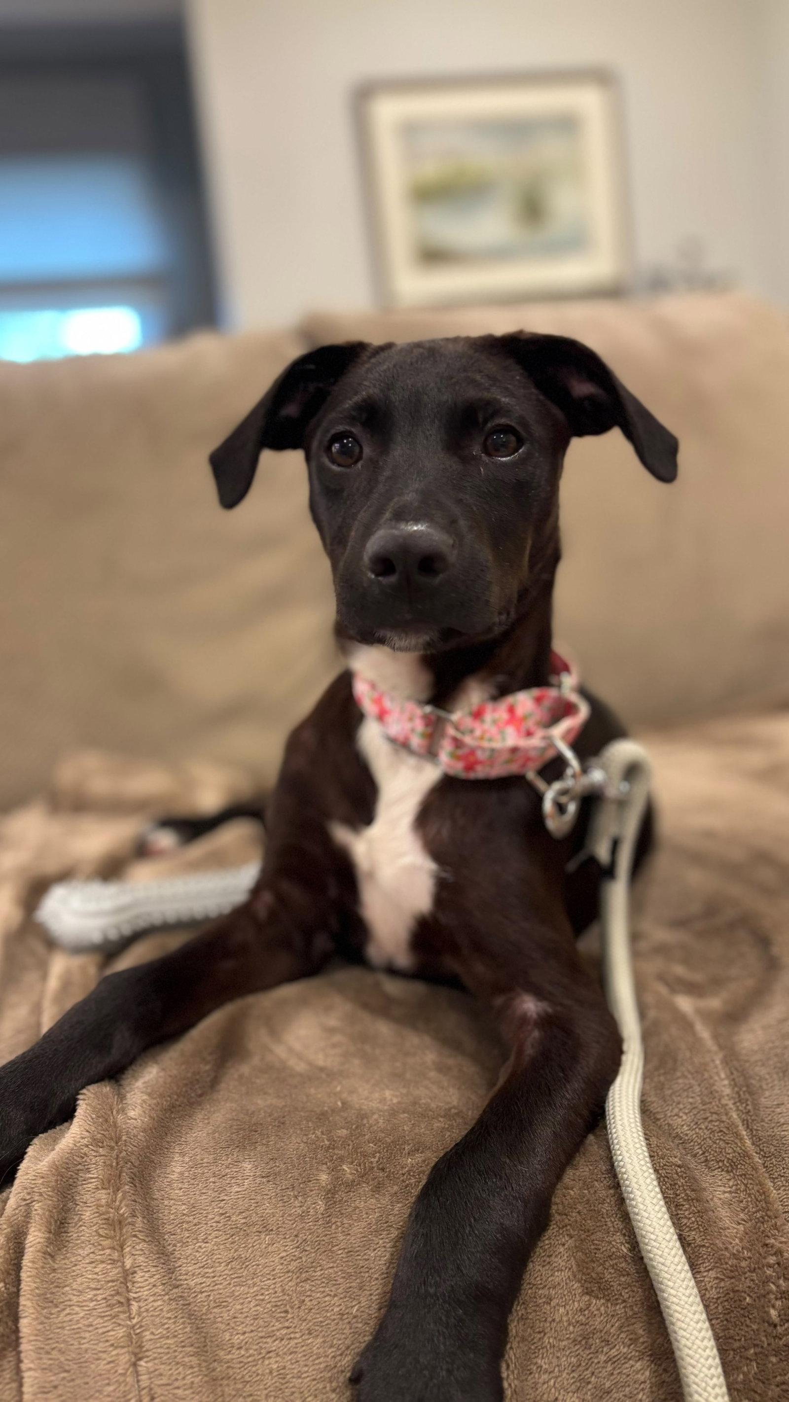 Enlarge Stella, a Adoptable Mixed Breed in Cliffwood, NJ image 3/3