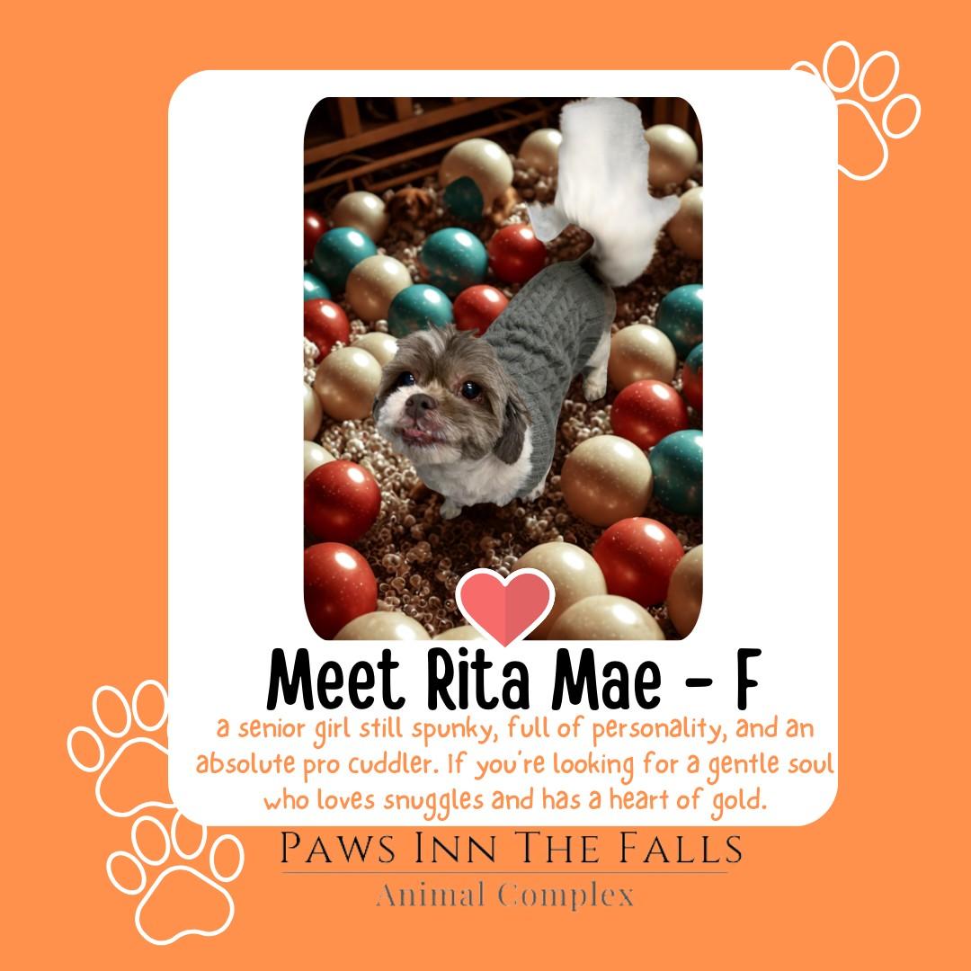 Rita Mae, adopted, Senior Female Shih Tzu.