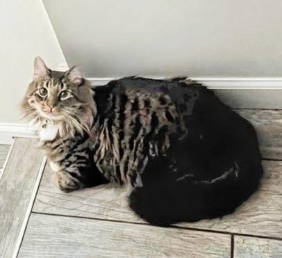 Enlarge Nilo, an adopted mixed breed in Syosset, NY image 1/2