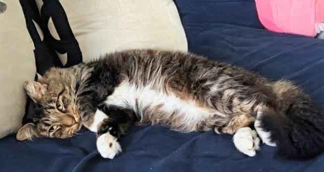Enlarge Nilo, an adopted mixed breed in Syosset, NY image 2/2