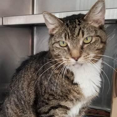 Enlarge Frappey, a Adoptable Tabby in Fort Lauderdale, FL image 1/2