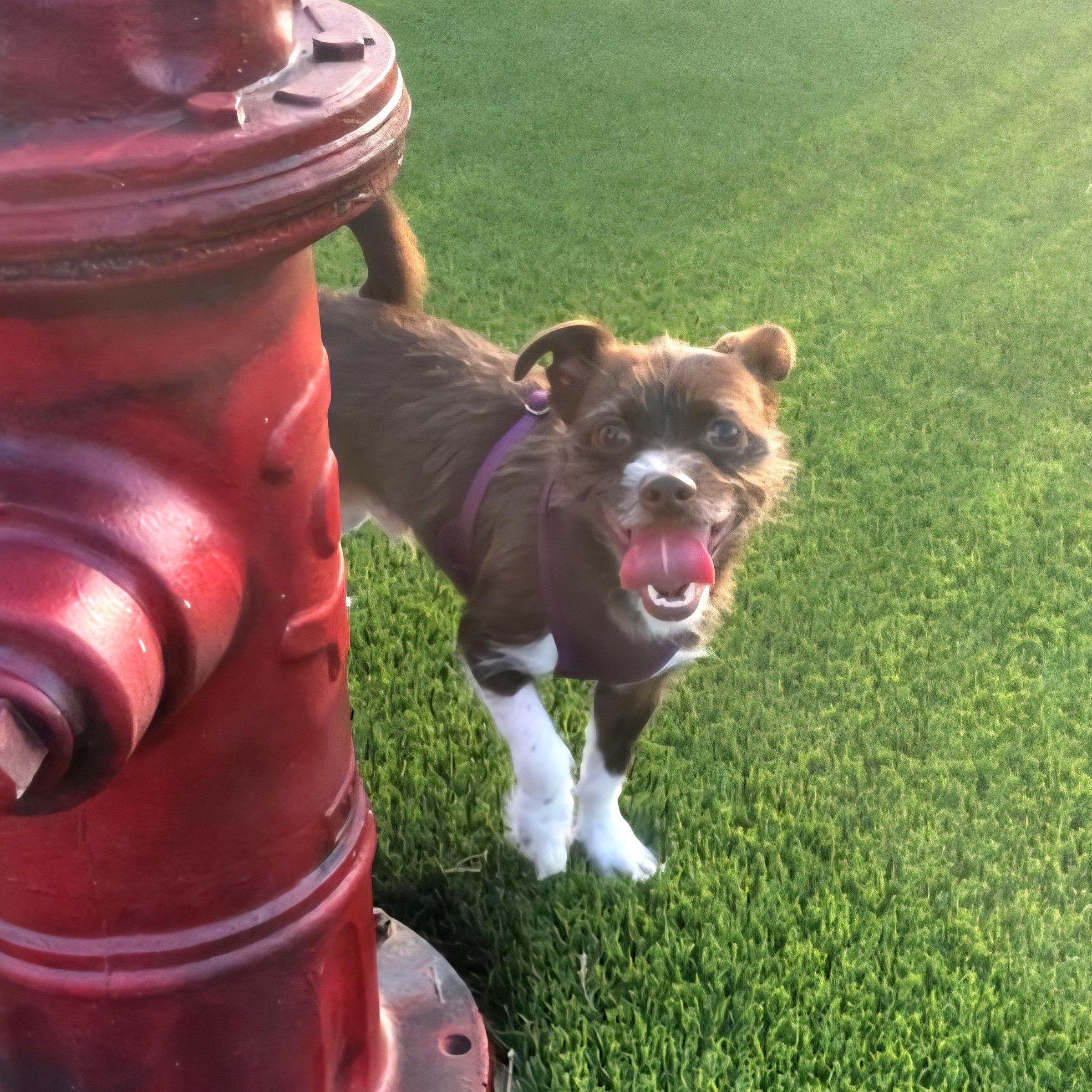 Enlarge Ozzy, an adopted mixed breed in Albany, NY image 3/6