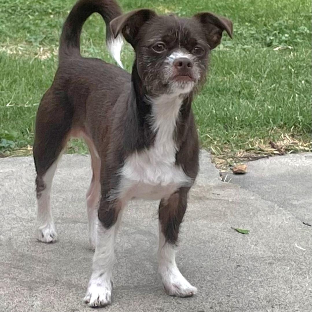 Enlarge Ozzy, an adopted mixed breed in Albany, NY image 1/6