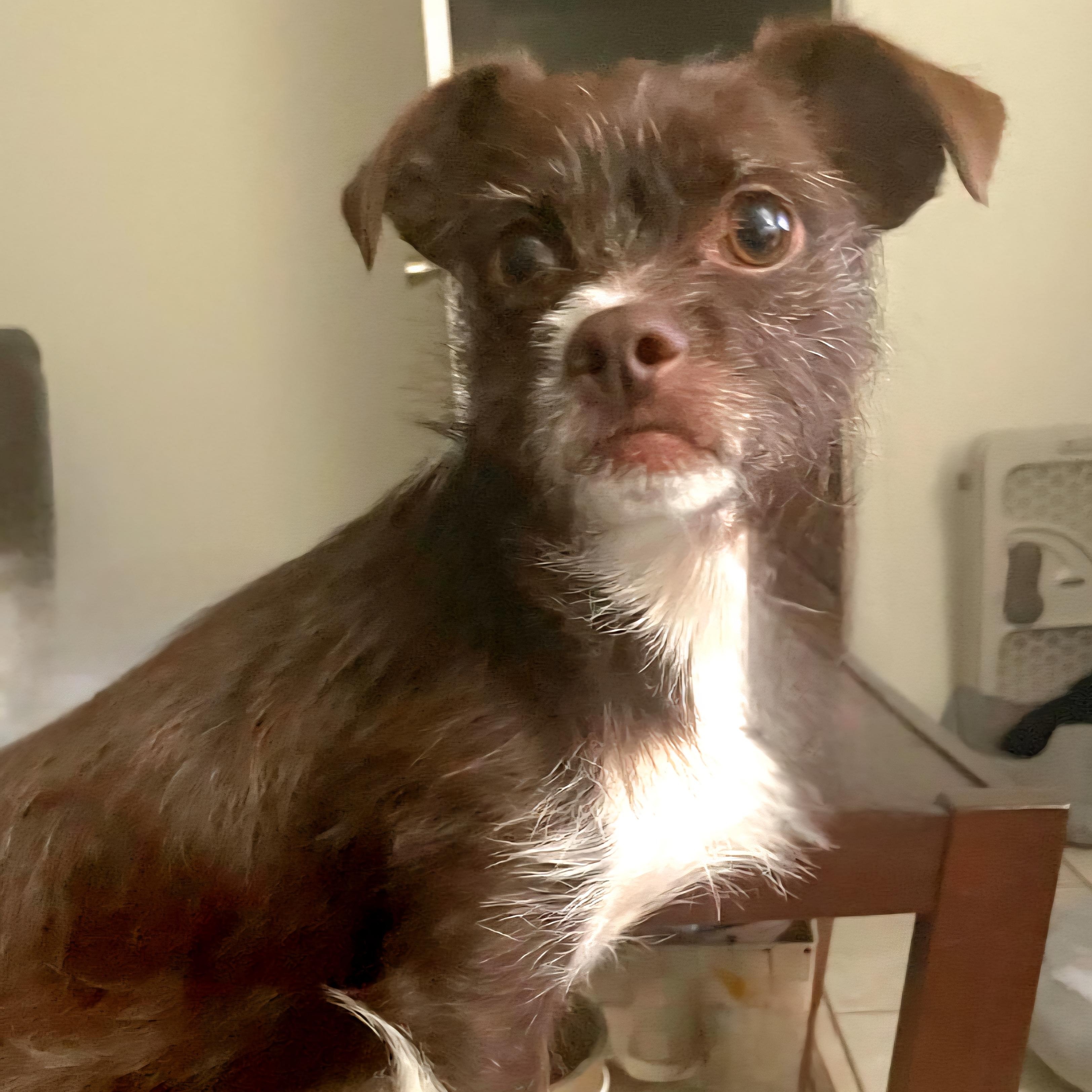 Enlarge Ozzy, an adopted mixed breed in Albany, NY image 5/6