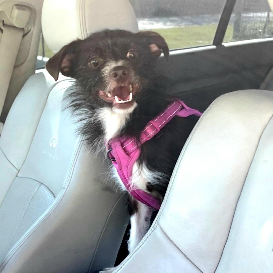 Enlarge Ozzy, an adopted mixed breed in Albany, NY image 4/6