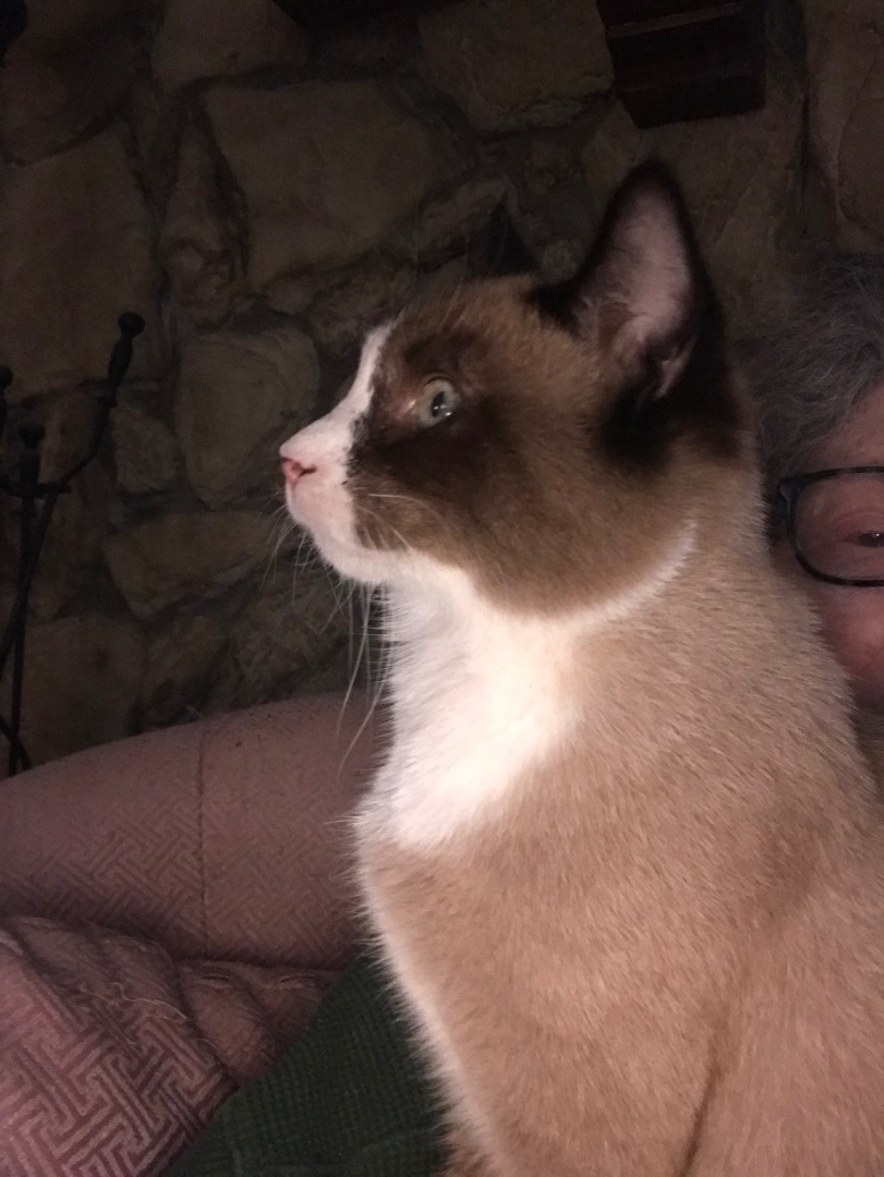 Lancelot, a Adopted Siamese in Haltom City, TX image 1/4