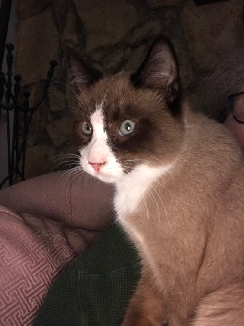 Lancelot, a Adopted Siamese in Haltom City, TX image 2/4