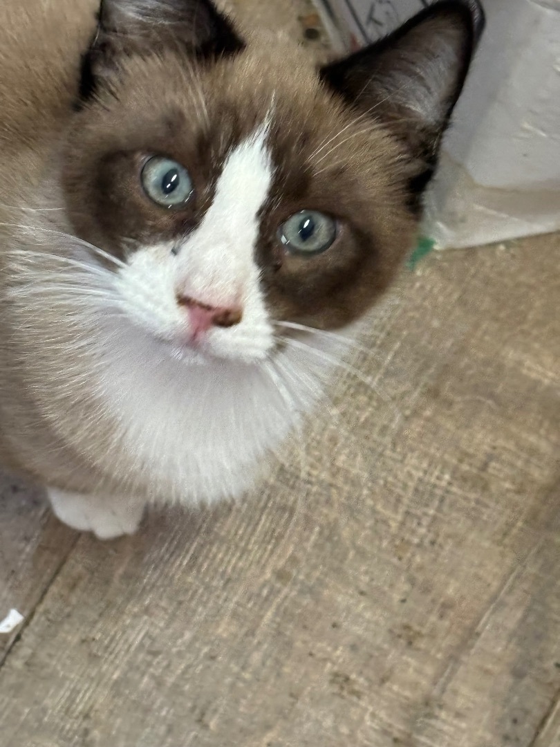 Lancelot, a Adopted Siamese in Haltom City, TX image 3/4