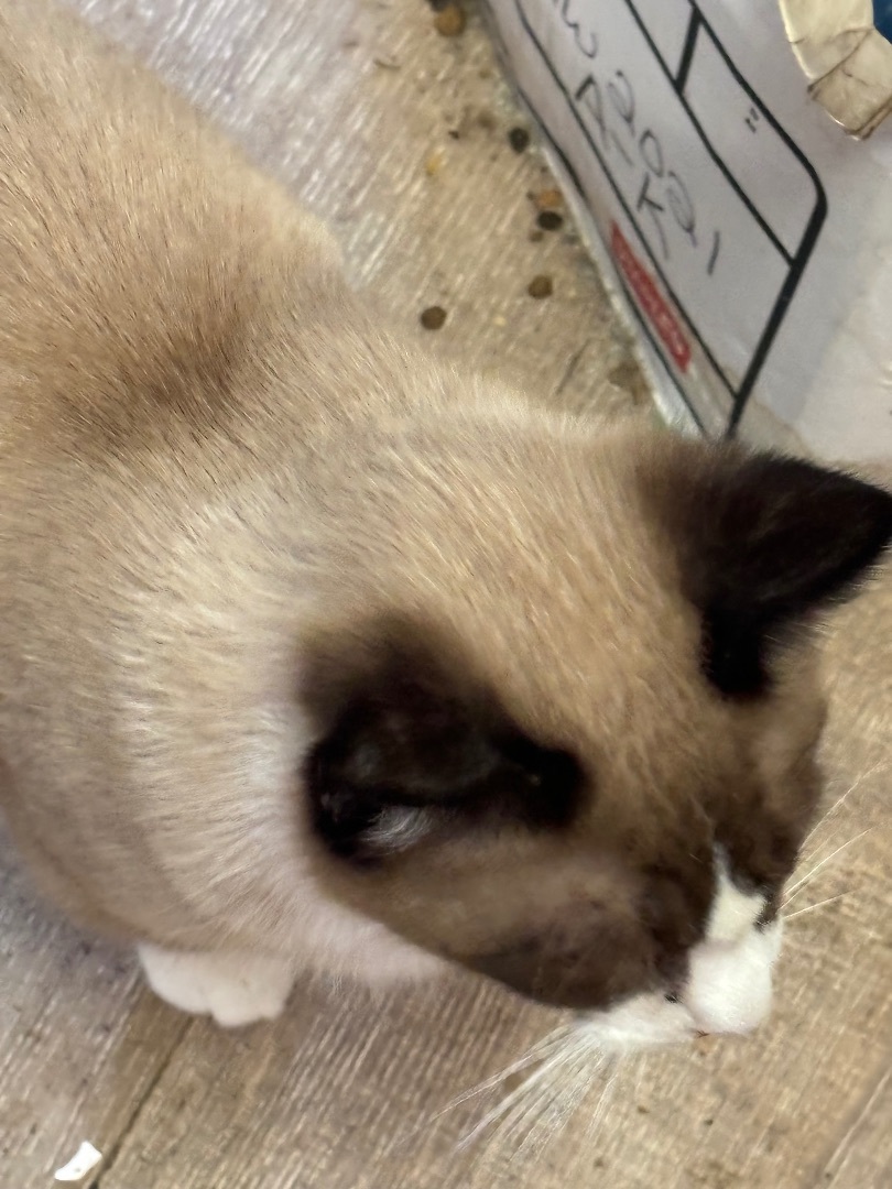 Lancelot, a Adopted Siamese in Haltom City, TX image 4/4