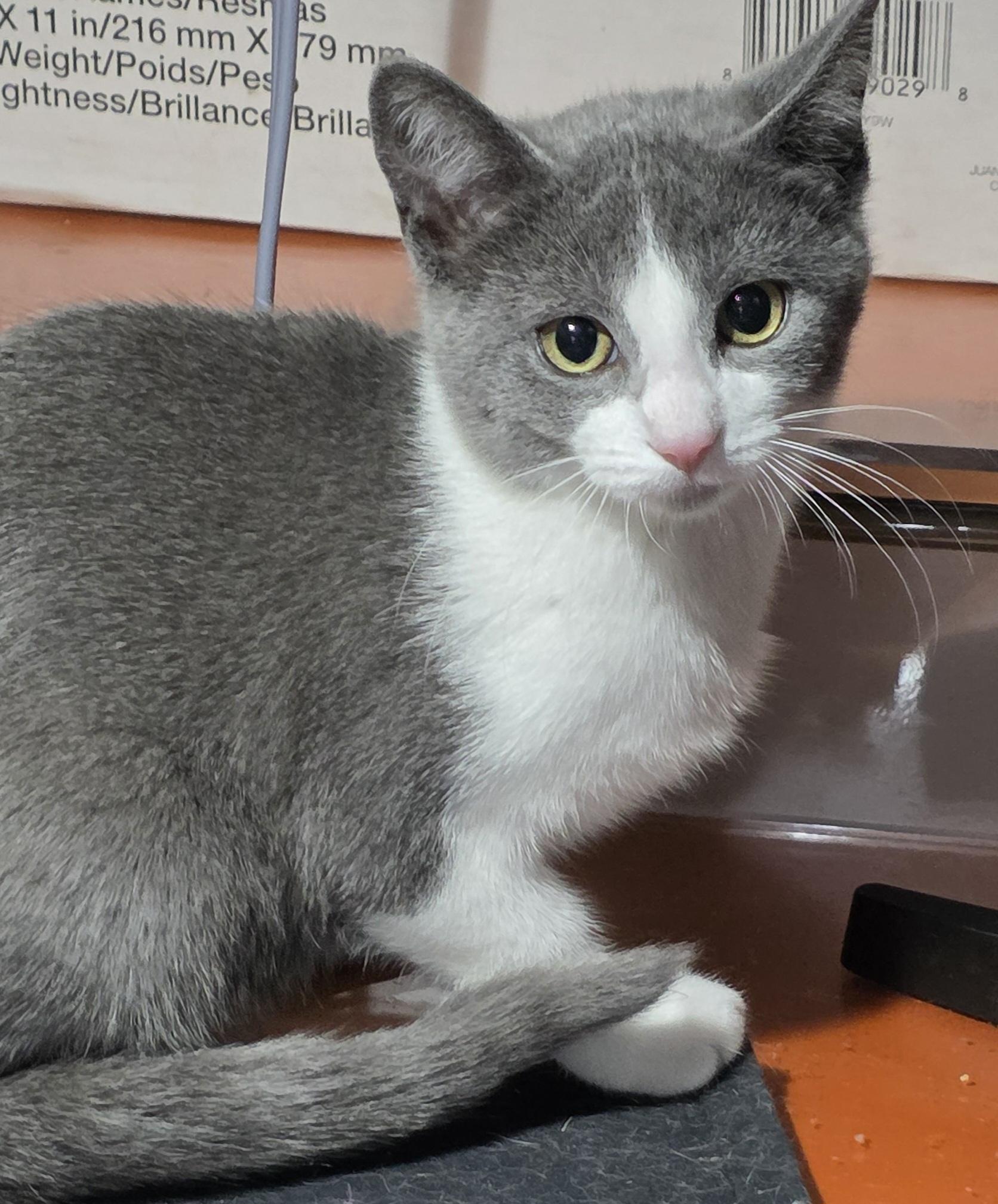 Enlarge Betsie, an adoptable Domestic Short Hair in Sterling Heights, MI image 1/2