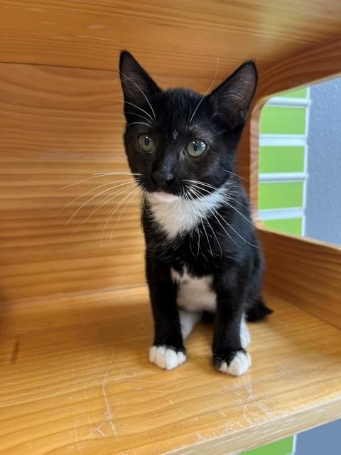 Enlarge Momo, a Adopted mixed breed in Tyler, TX image 2/3