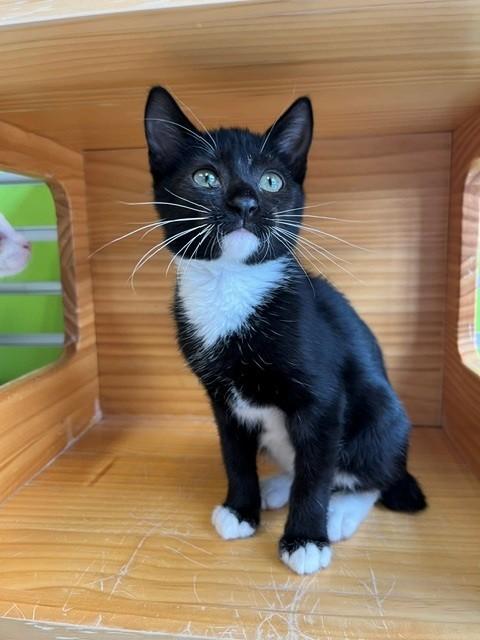 Enlarge Momo, a Adopted mixed breed in Tyler, TX image 1/3