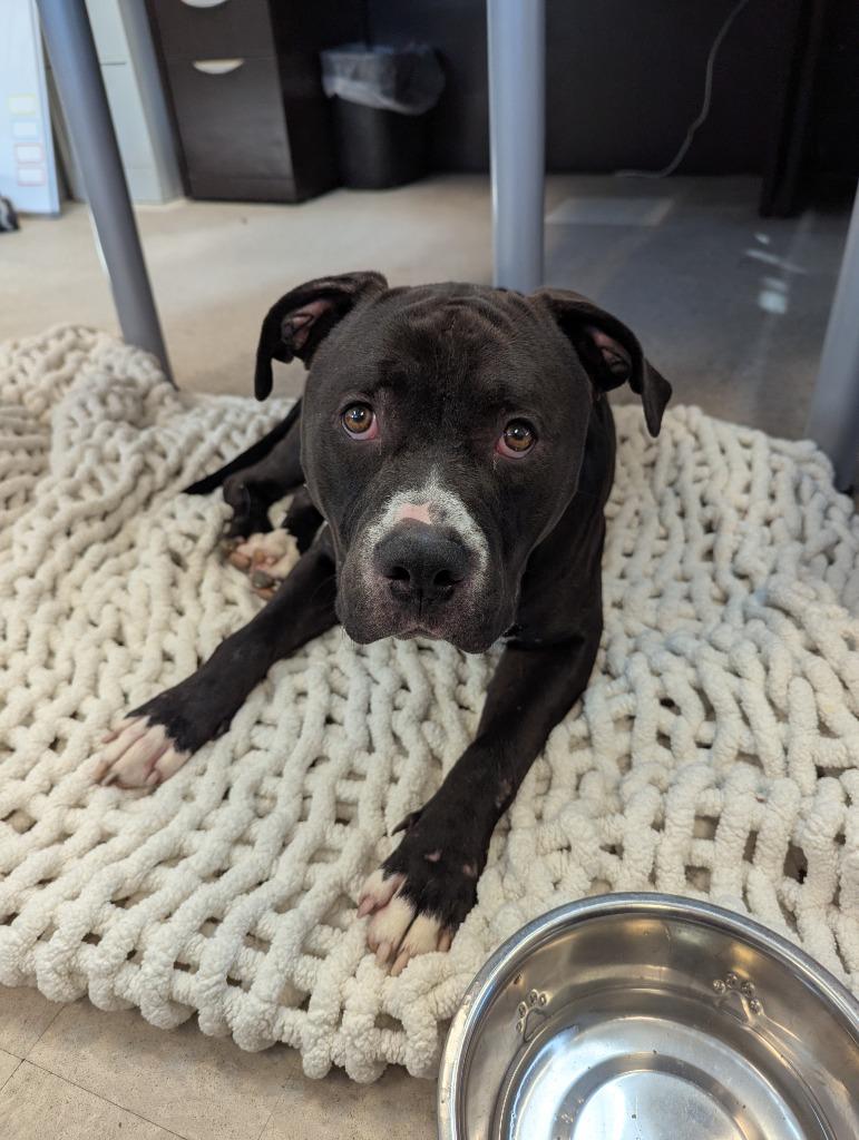 Bruno, a Adoptable mixed breed in La Porte, IN image 1/2