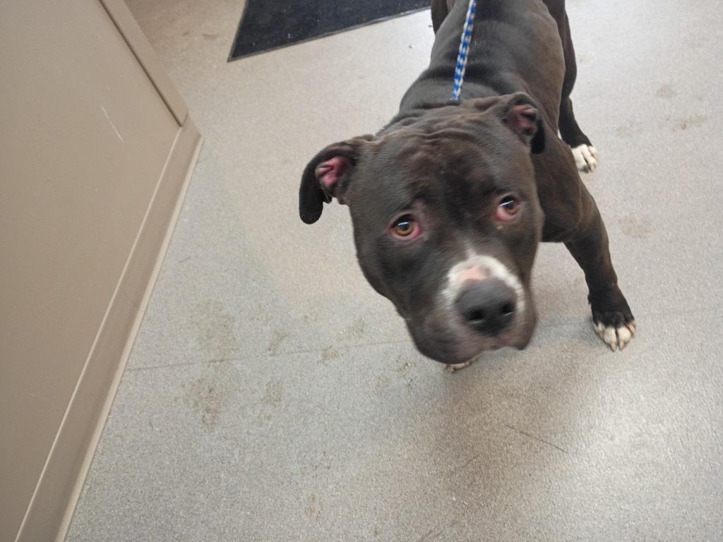 Bruno, a Adoptable mixed breed in La Porte, IN image 2/2