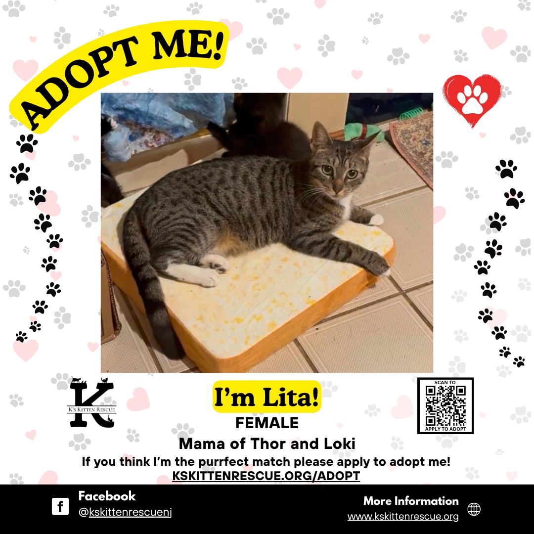 Enlarge Lita, a ADOPTABLE Domestic Short Hair in Brick, NJ image 1/1