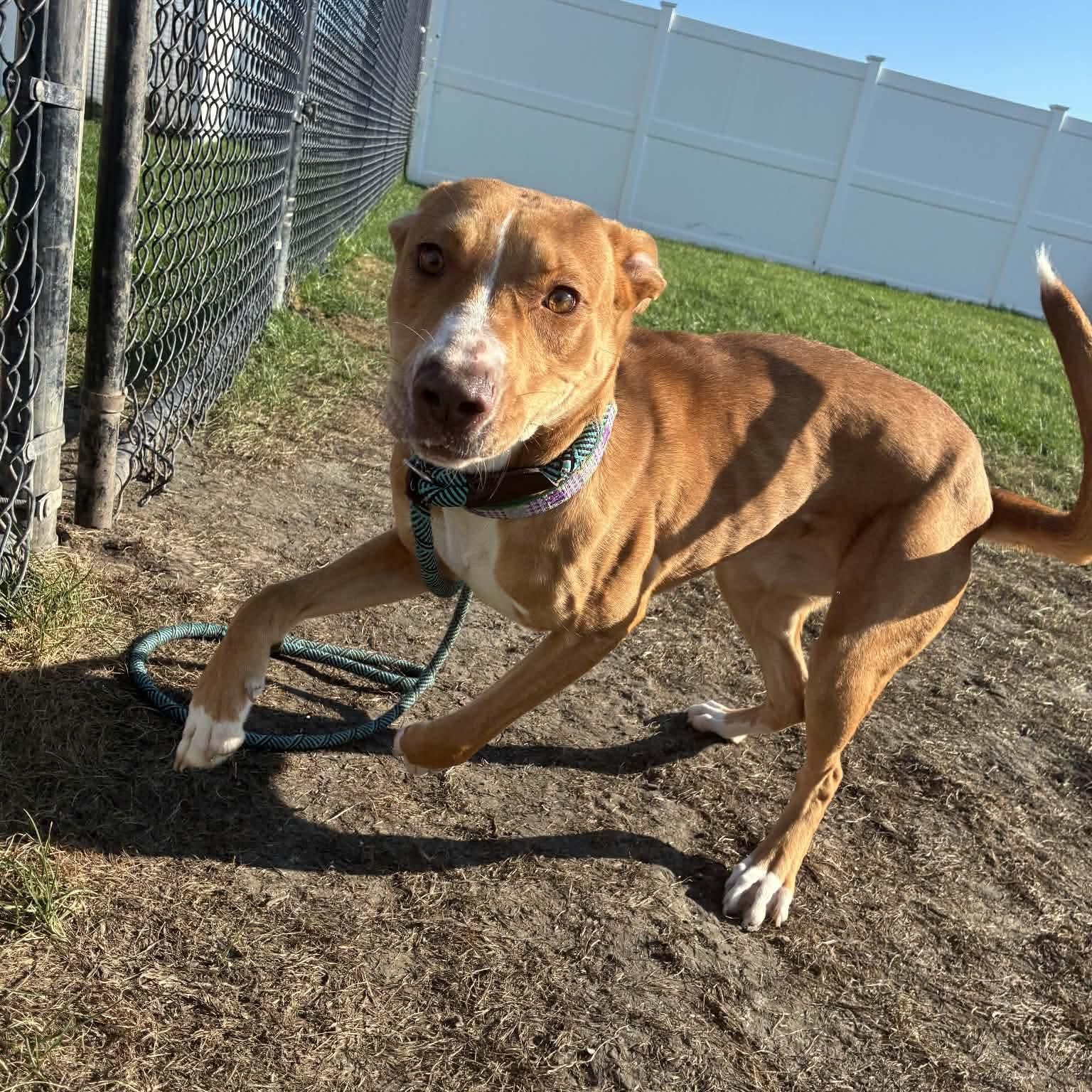 Cream Puff, an adopted mixed breed in Minooka, IL image 4/4