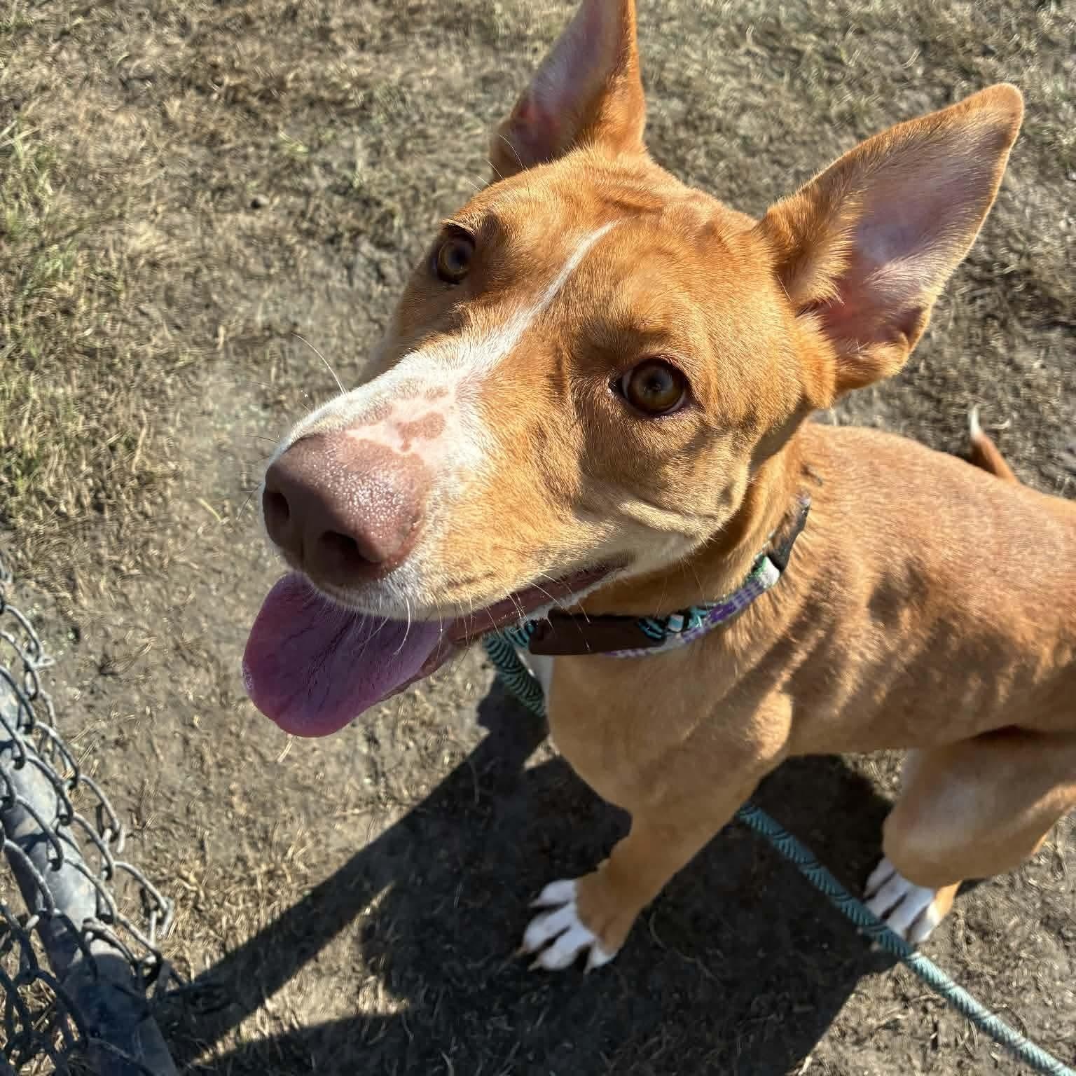 Cream Puff, adopted, Young Female Pit Bull Terrier.