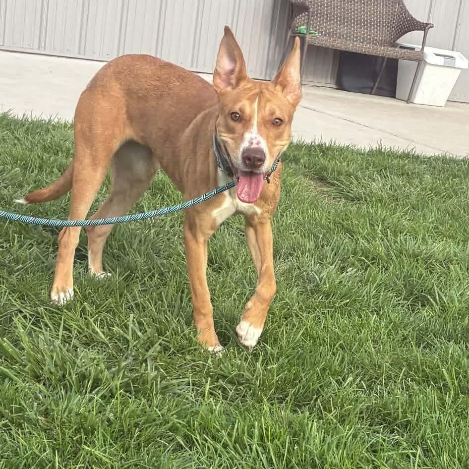 Cream Puff, an adopted mixed breed in Minooka, IL image 2/4