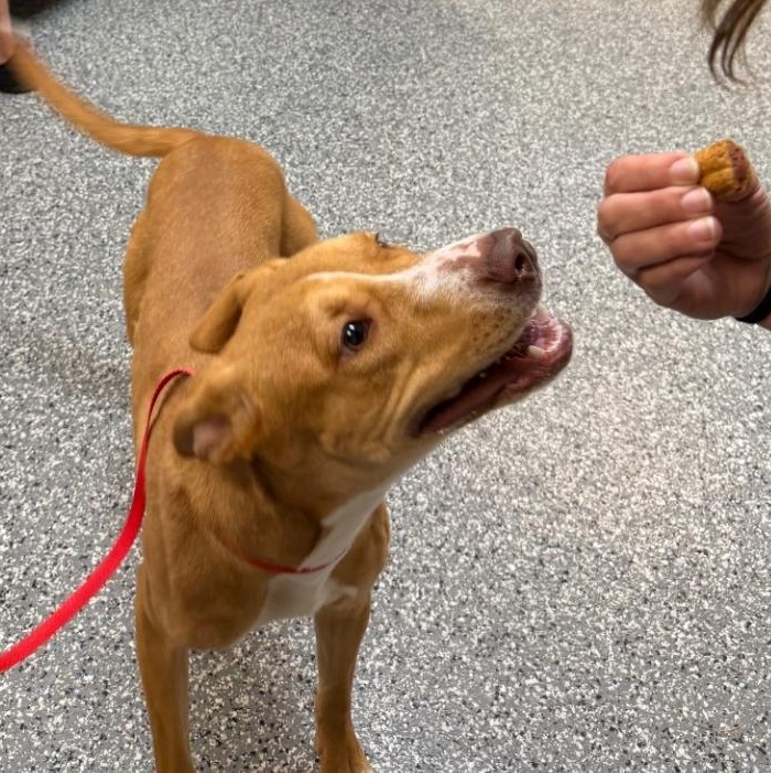 Cream Puff, an adopted mixed breed in Minooka, IL image 3/4