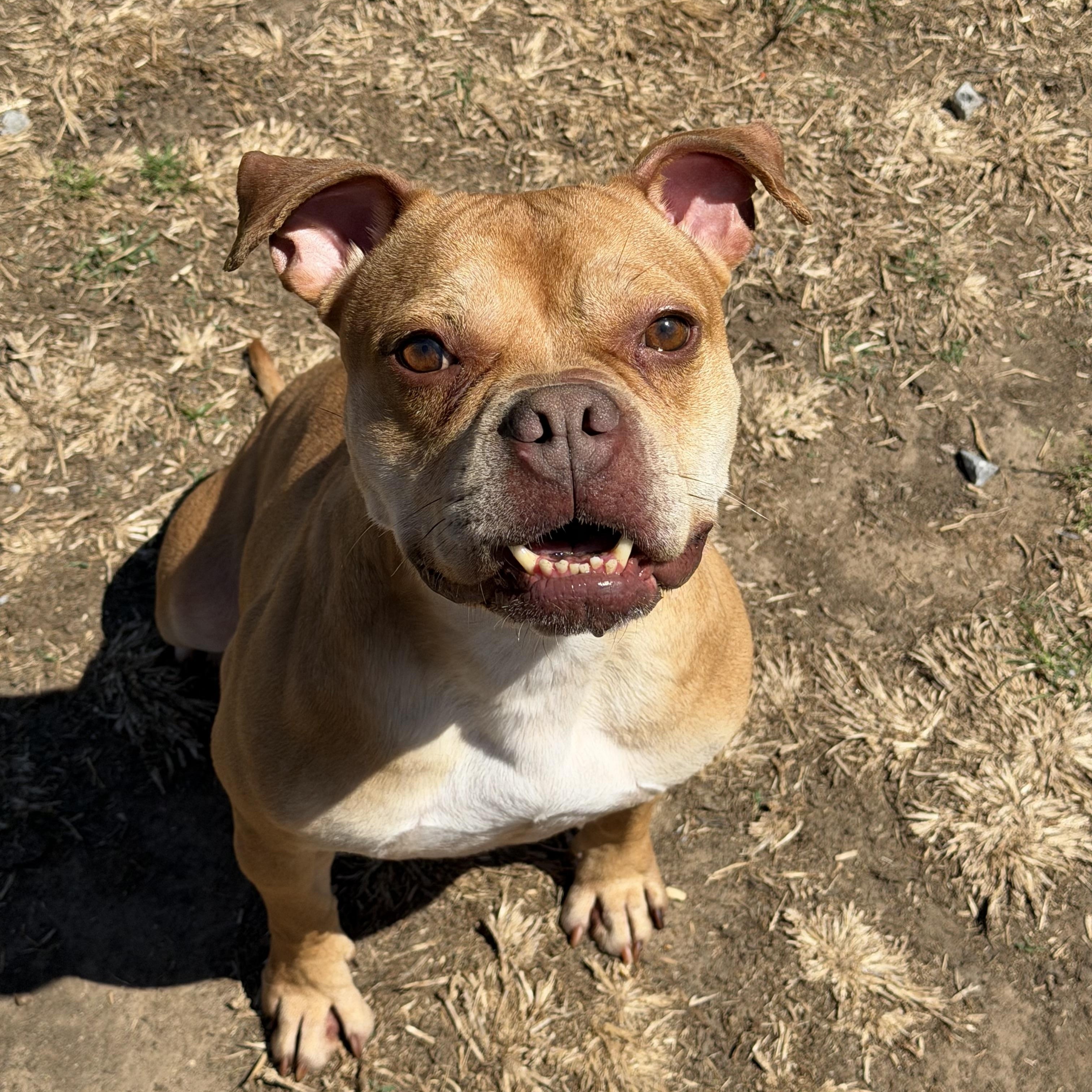 Enlarge Saffron , a ADOPTABLE mixed breed in Jefferson , LA image 3/6