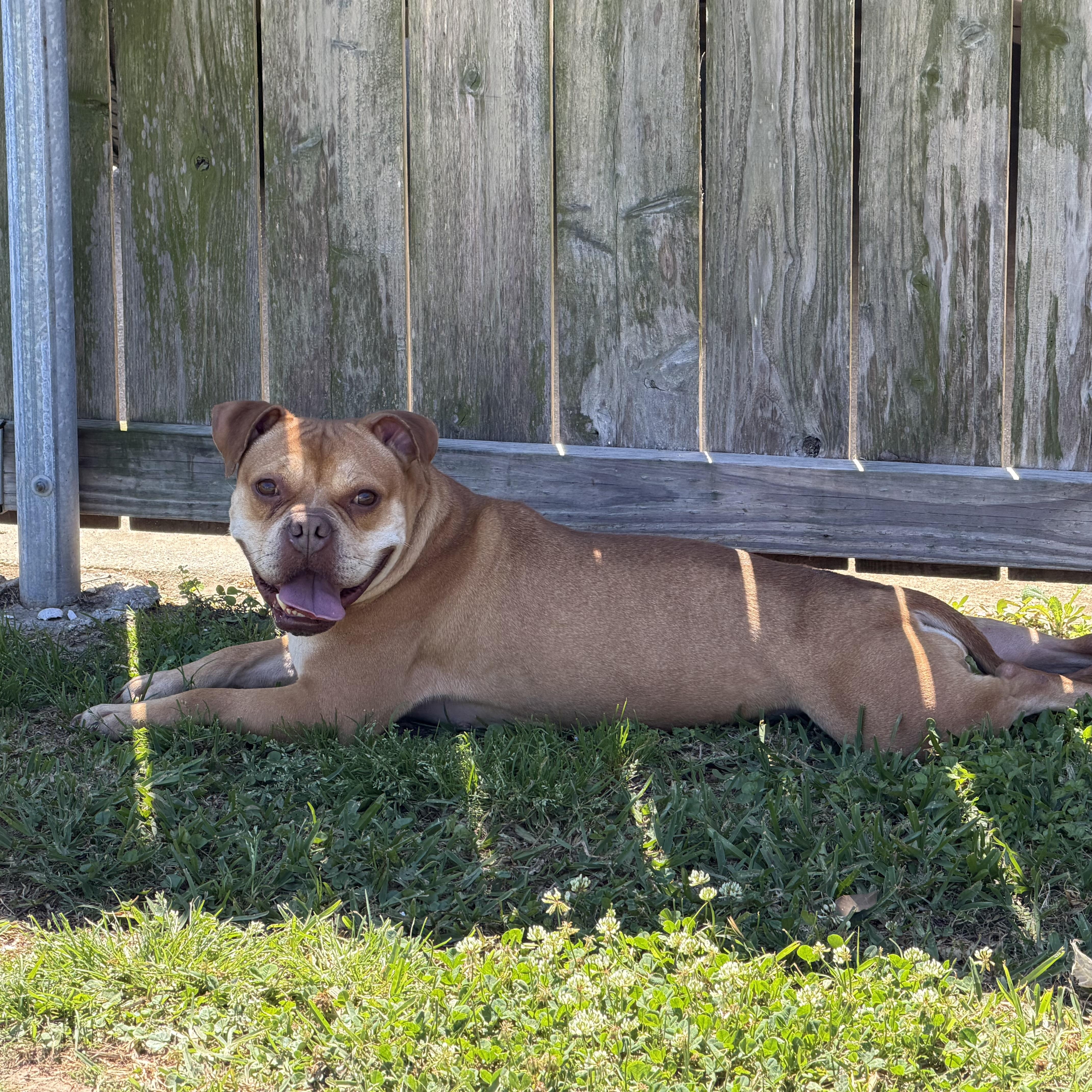 Enlarge Saffron , a ADOPTABLE mixed breed in Jefferson , LA image 2/6