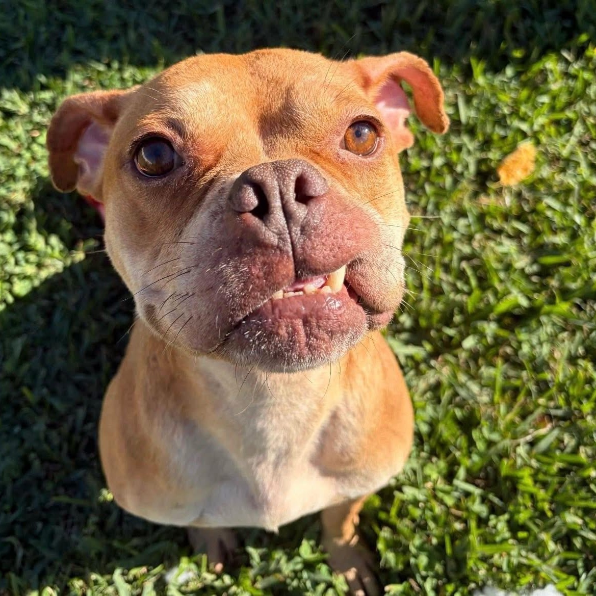 Enlarge Saffron , a ADOPTABLE mixed breed in Jefferson , LA image 5/6