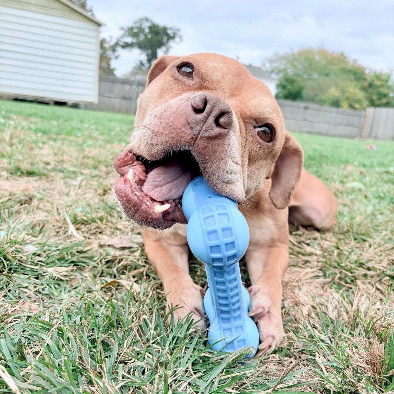 Enlarge Saffron , a ADOPTABLE mixed breed in Jefferson , LA image 6/6