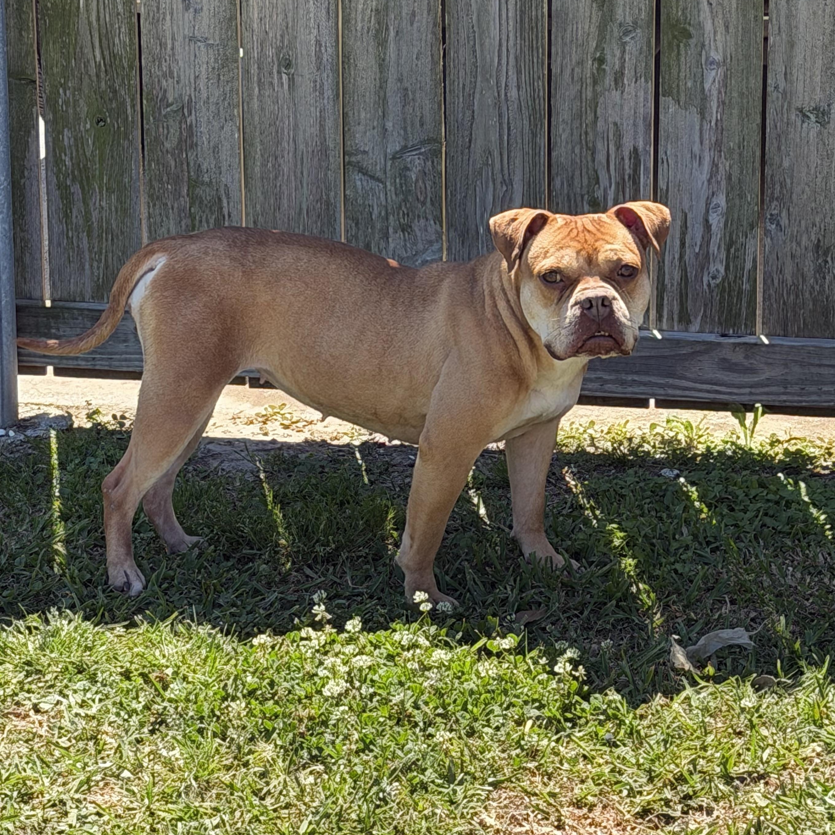 Enlarge Saffron , a ADOPTABLE mixed breed in Jefferson , LA image 4/6
