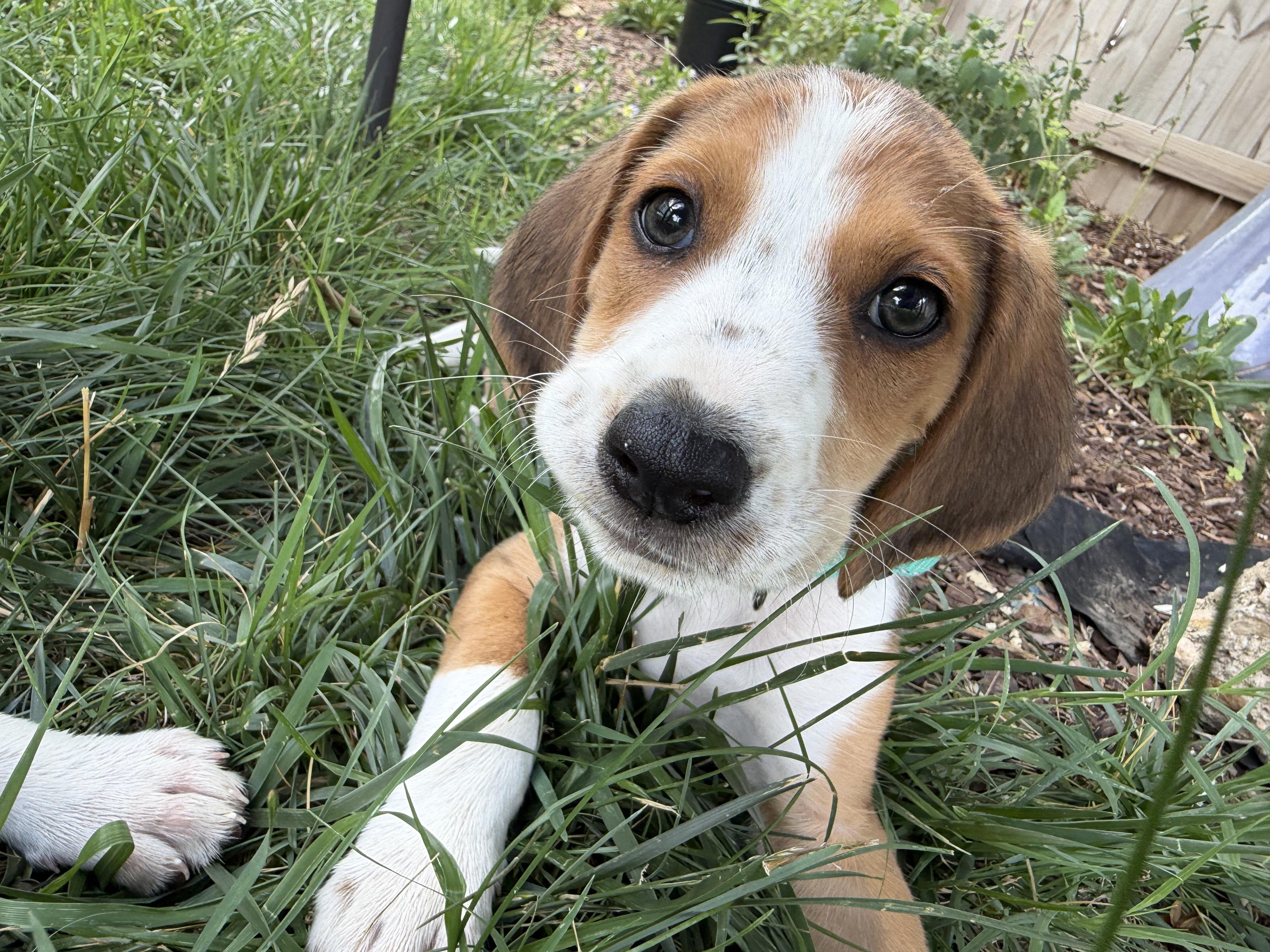 Enlarge Peter, a ADOPTABLE mixed breed in Richmond, VA image 5/5