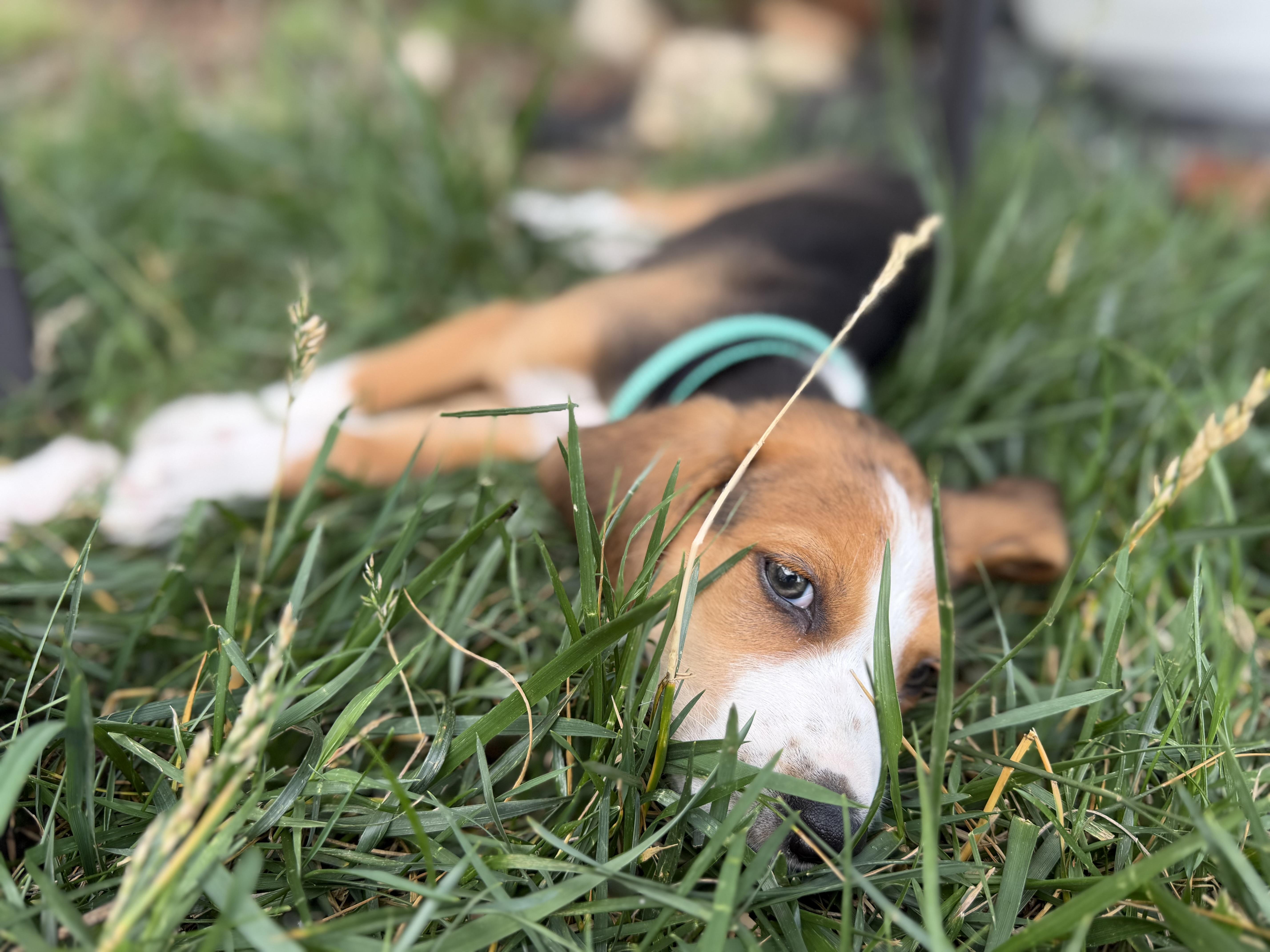 Enlarge Peter, a ADOPTABLE mixed breed in Richmond, VA image 3/5