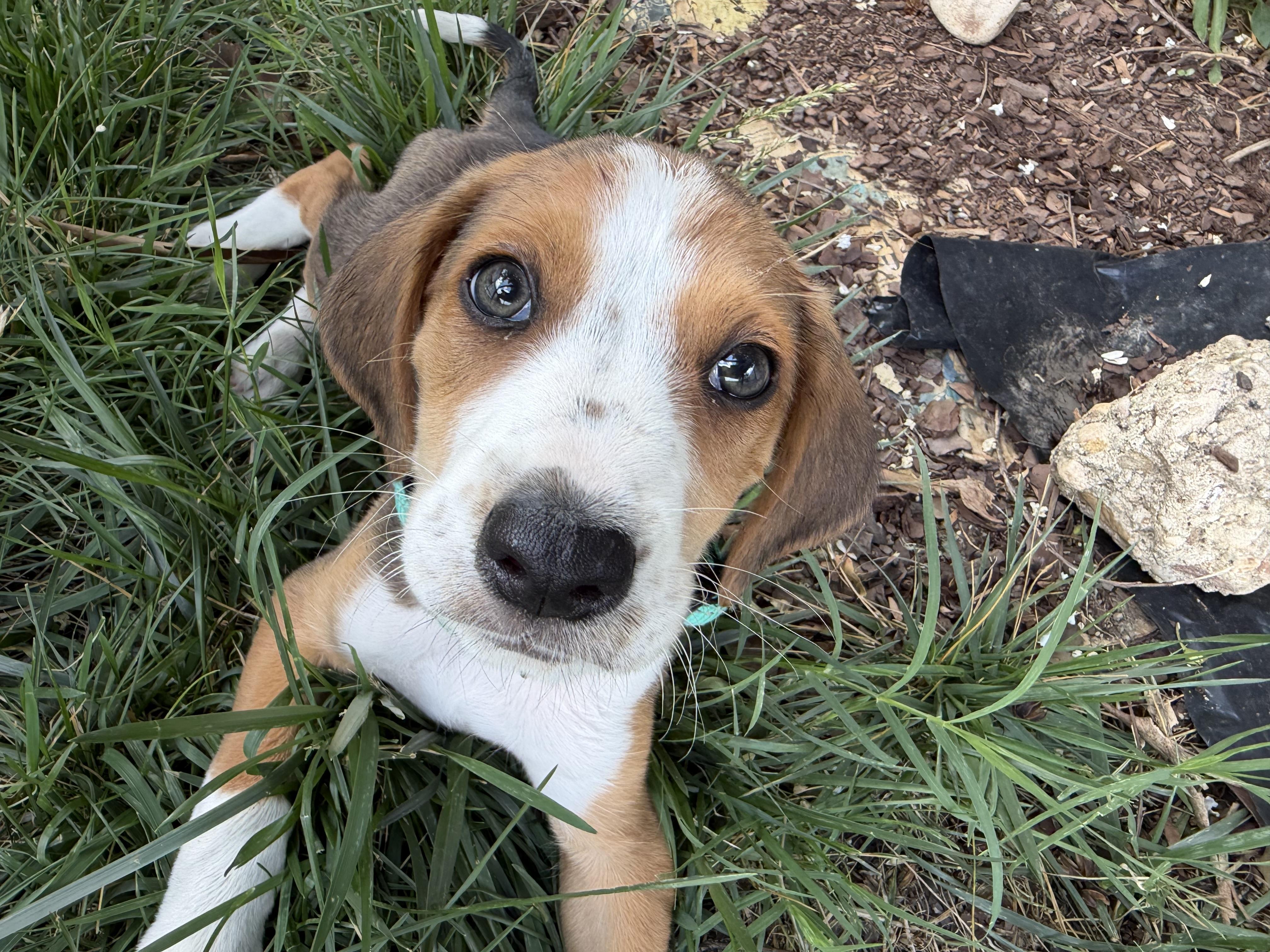 Enlarge Peter, a ADOPTABLE mixed breed in Richmond, VA image 2/5