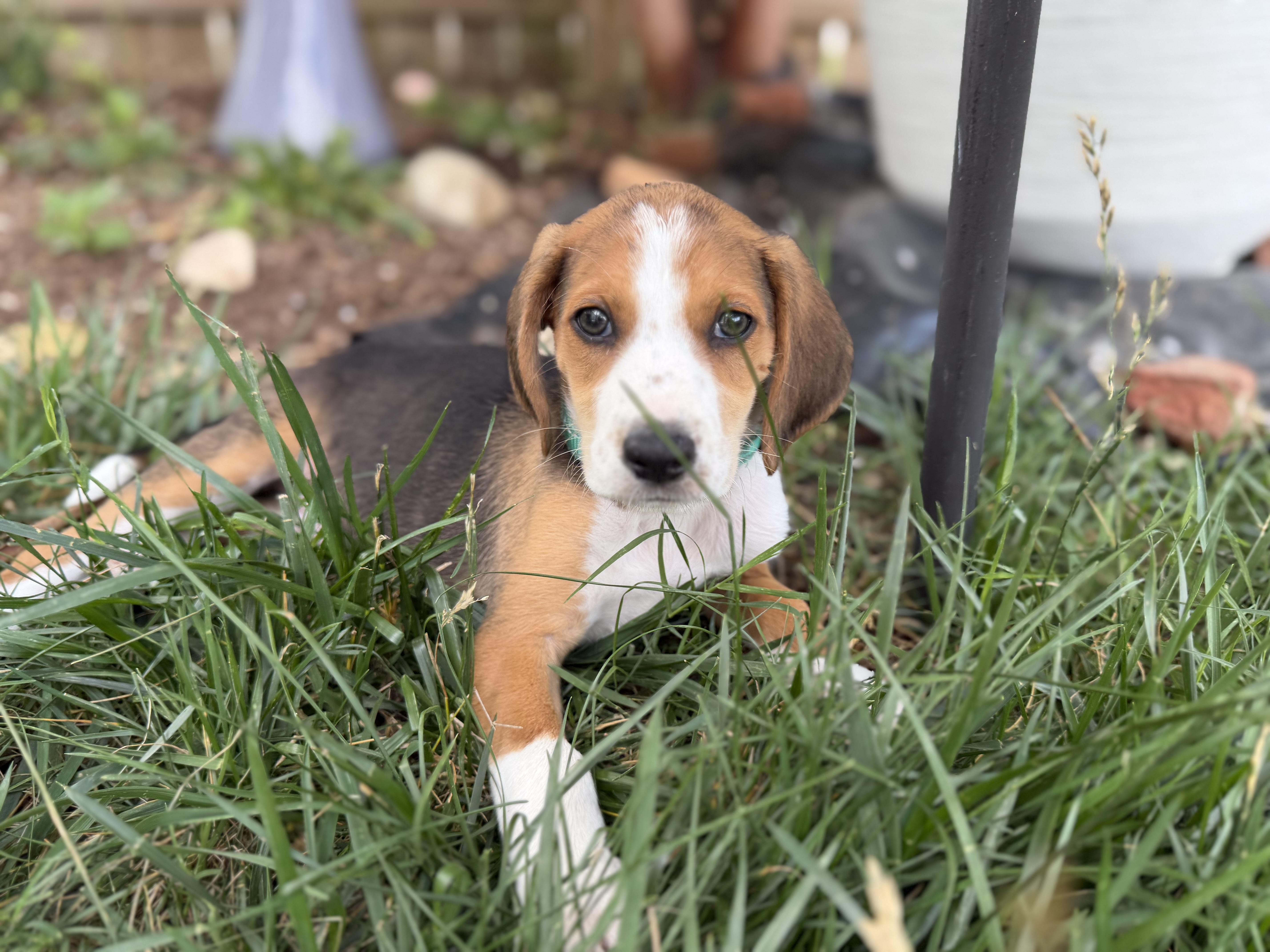 Enlarge Peter, a ADOPTABLE mixed breed in Richmond, VA image 4/5