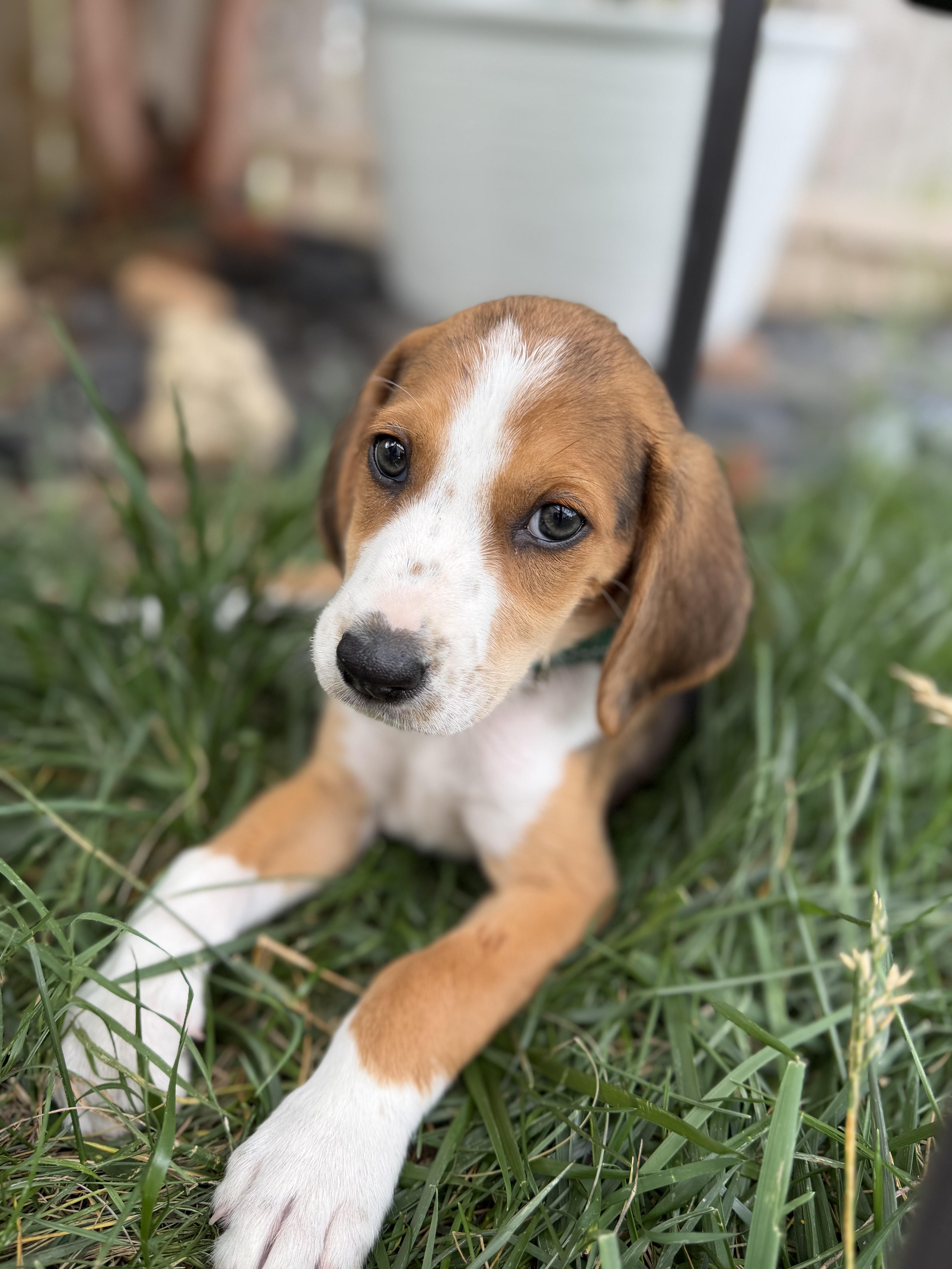 Peter, ADOPTABLE, Puppy Male Hound.