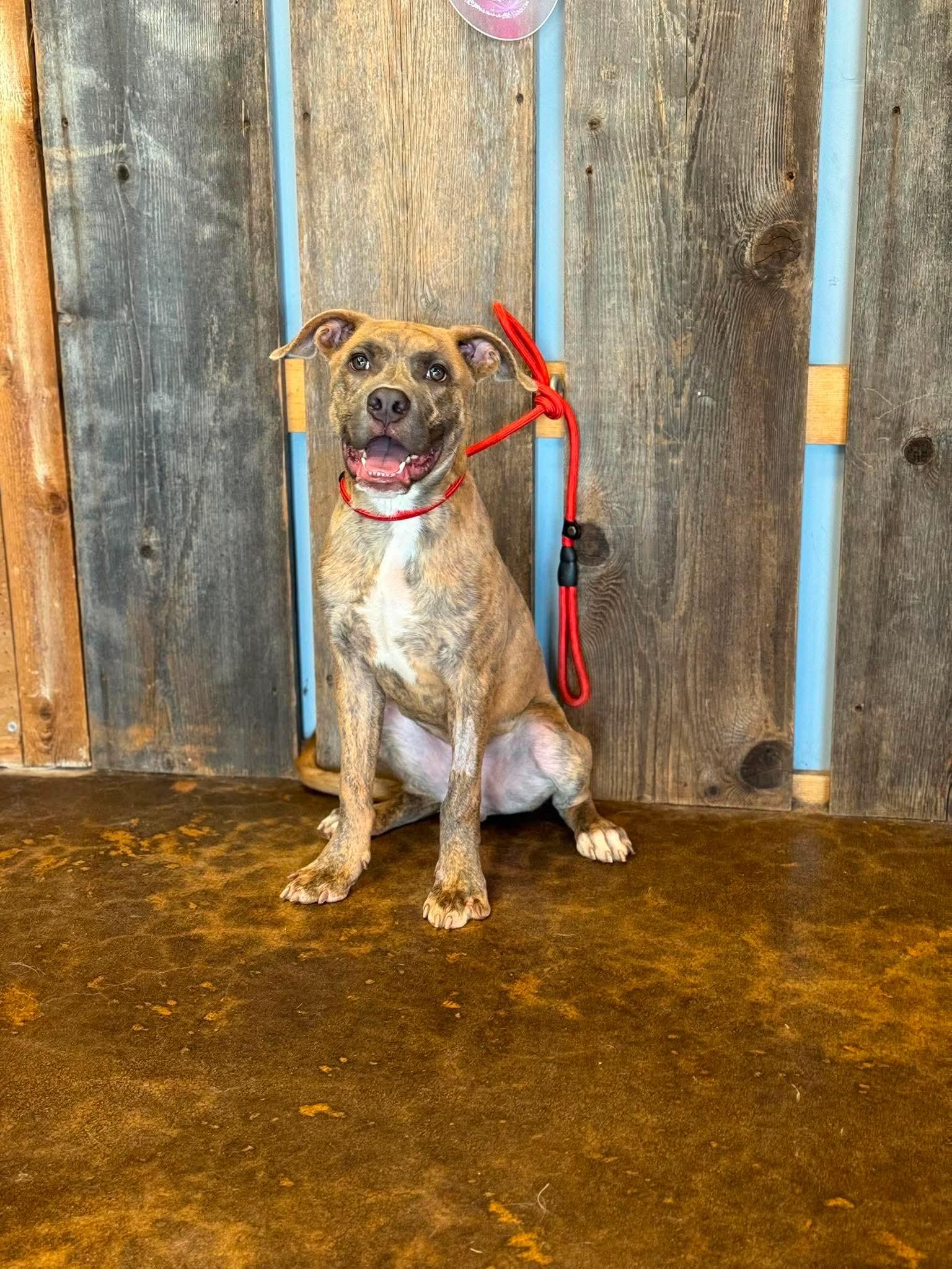 Enlarge BUTTERS 425, a ADOPTABLE mixed breed in Milwaukee, WI image 6/6