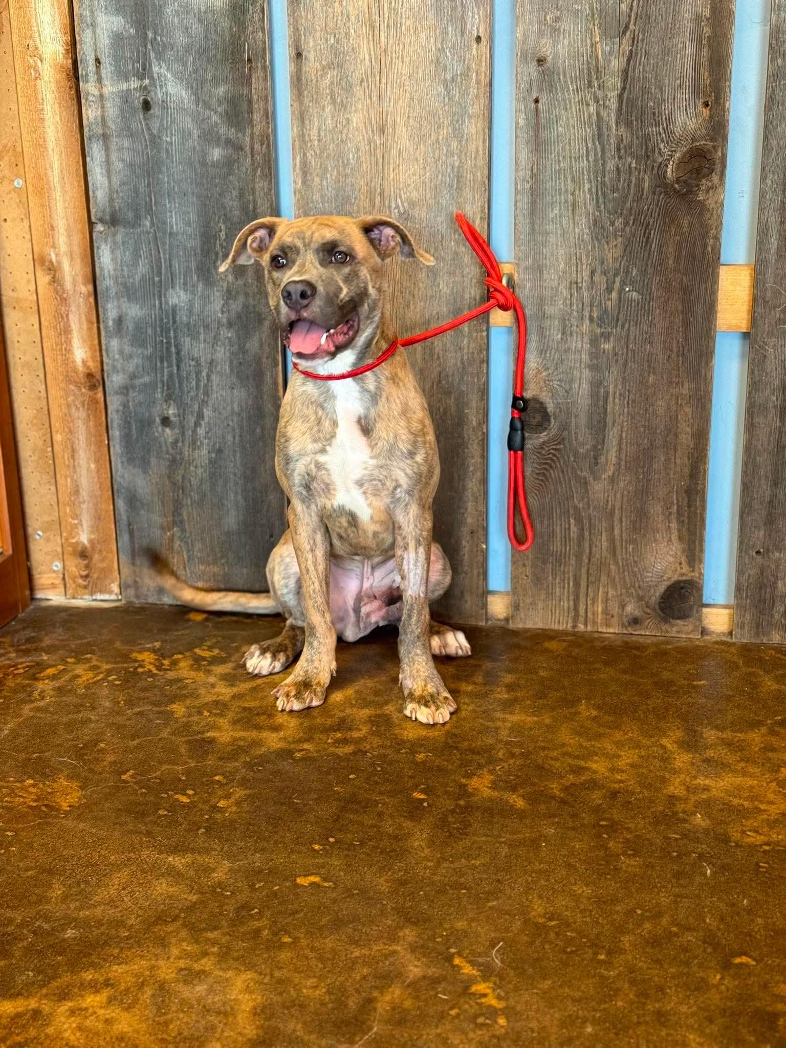 Enlarge BUTTERS 425, a ADOPTABLE mixed breed in Milwaukee, WI image 5/6