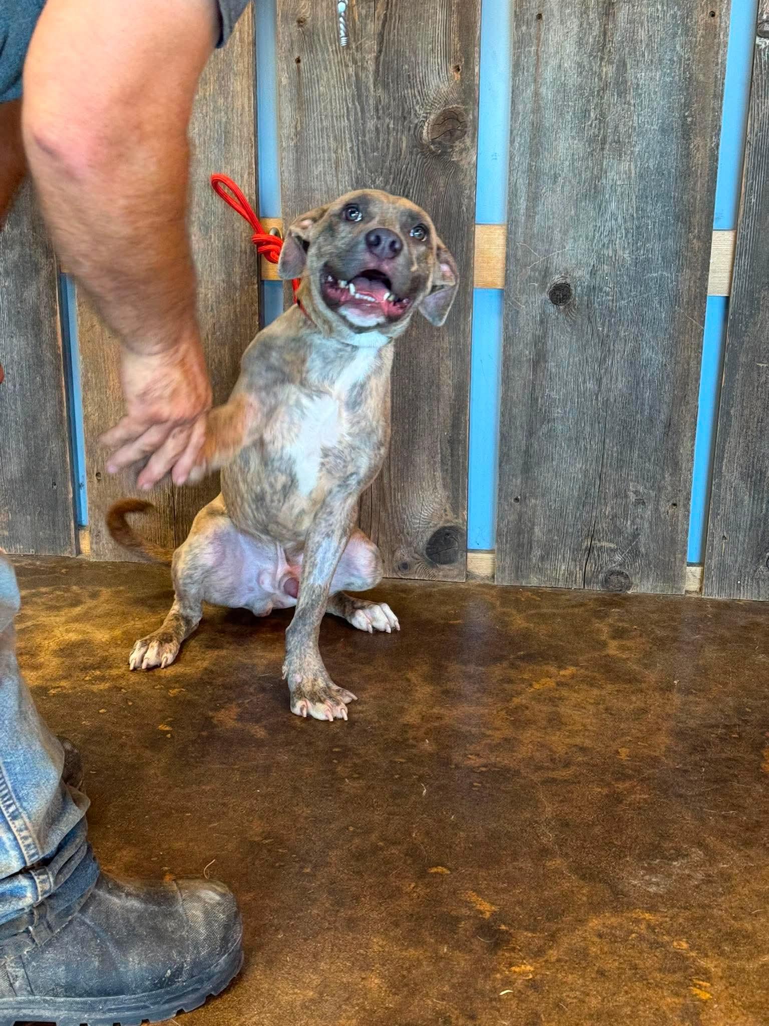Enlarge BUTTERS 425, a ADOPTABLE mixed breed in Milwaukee, WI image 2/6