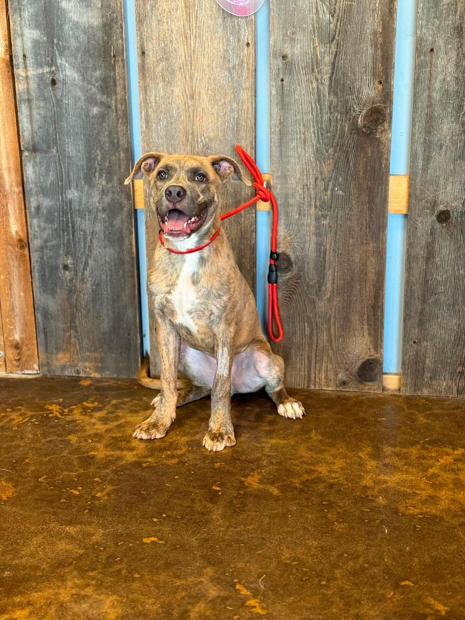 Enlarge BUTTERS 425, a ADOPTABLE mixed breed in Milwaukee, WI image 3/6