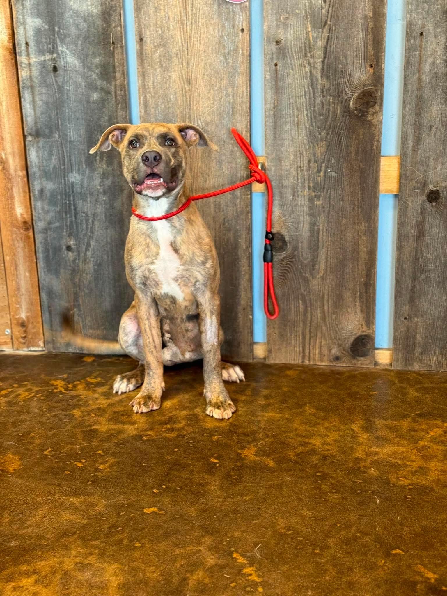 Enlarge BUTTERS 425, a ADOPTABLE mixed breed in Milwaukee, WI image 4/6