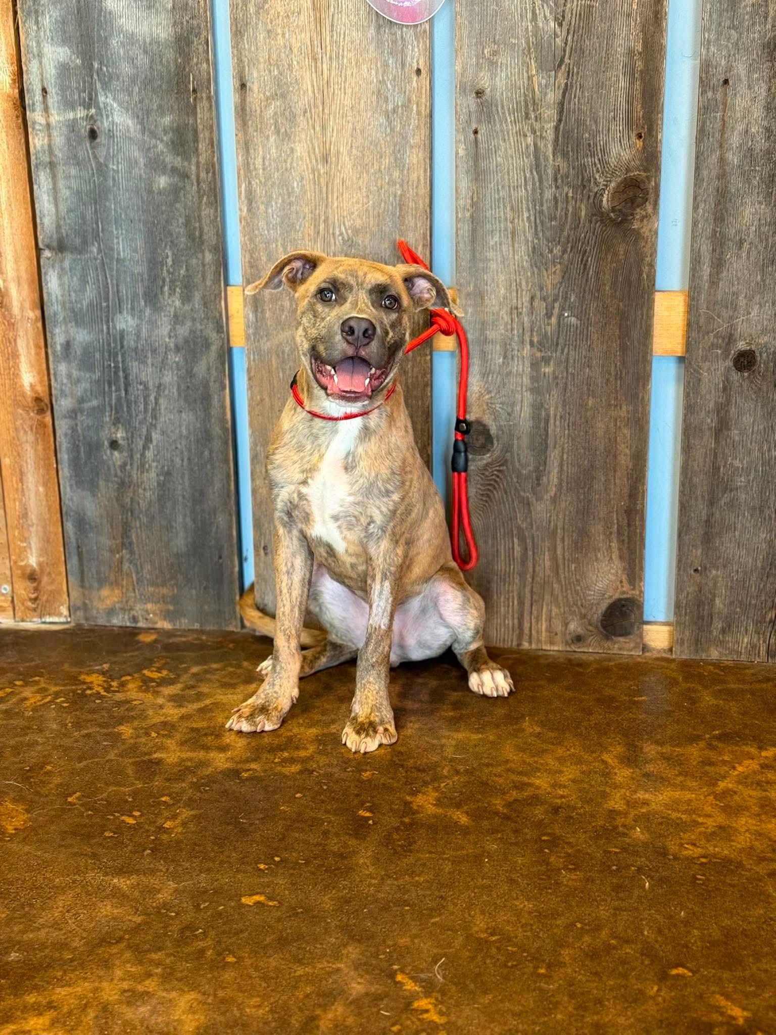 BUTTERS 425, ADOPTABLE, Young Male Mixed Breed.