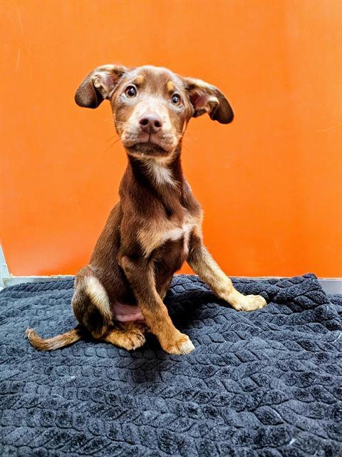 EDISON, Adoptable, Puppy Male Rat Terrier & Mixed Breed.