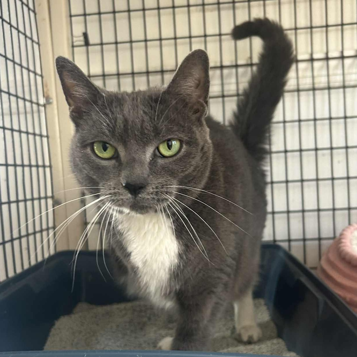 Enlarge Cari (3 legs), an adopted Domestic Short Hair in Huntington, NY image 4/5