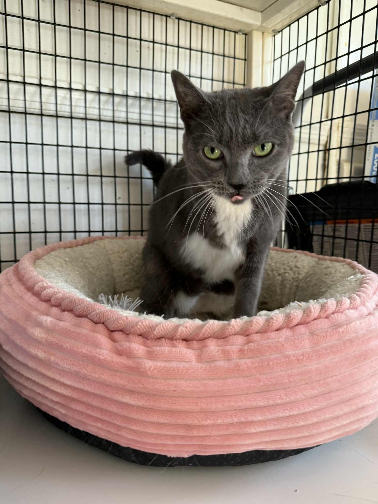 Enlarge Cari (3 legs), an adopted Domestic Short Hair in Huntington, NY image 5/5