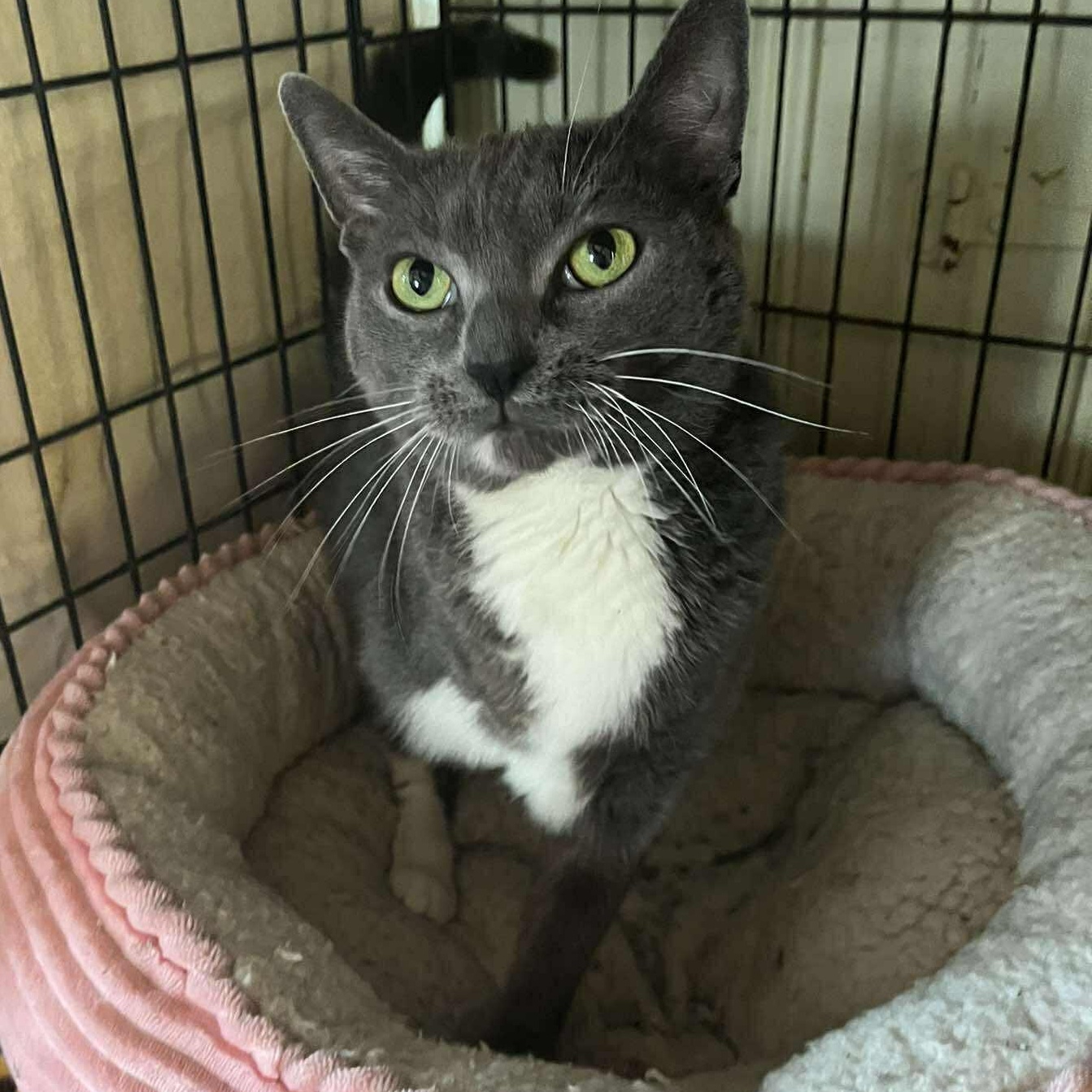 Enlarge Cari (3 legs), an adopted Domestic Short Hair in Huntington, NY image 3/5