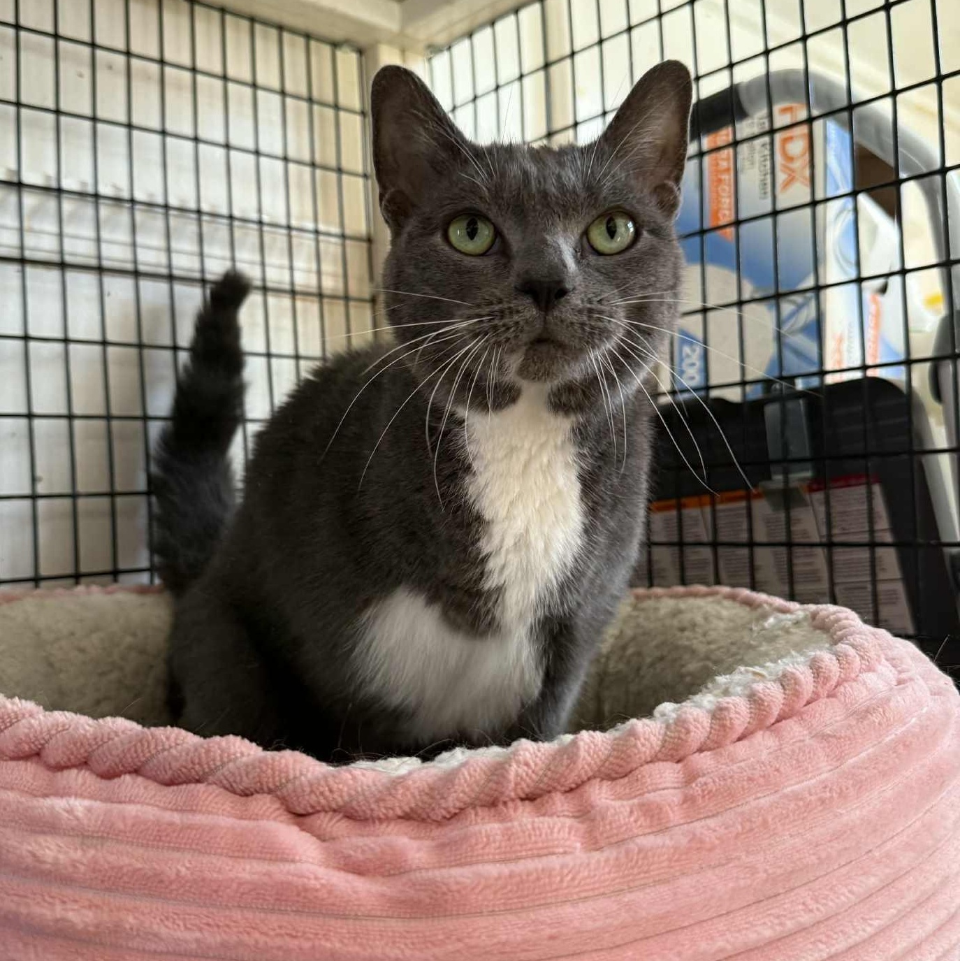Cari (3 legs), adopted, Adult Female Domestic Short Hair.