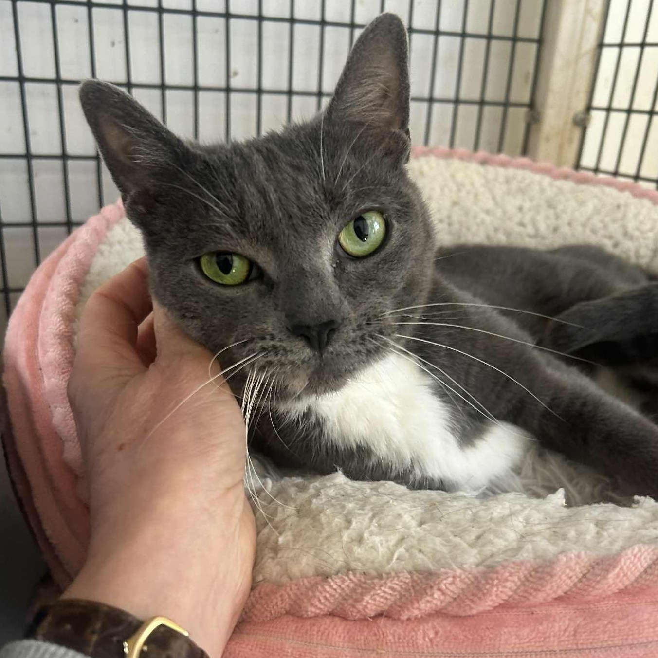 Enlarge Cari (3 legs), an adopted Domestic Short Hair in Huntington, NY image 2/5