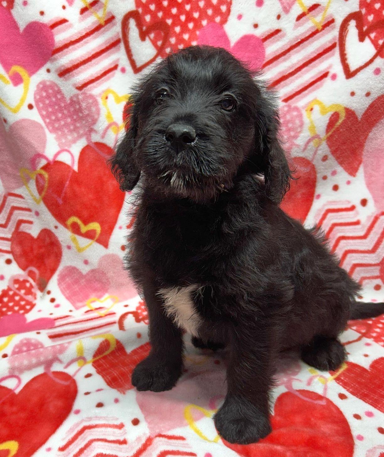 LUNA (Ohiosdrescue@gmail.com), adopted, Puppy Female Labradoodle & Labrador Retriever.