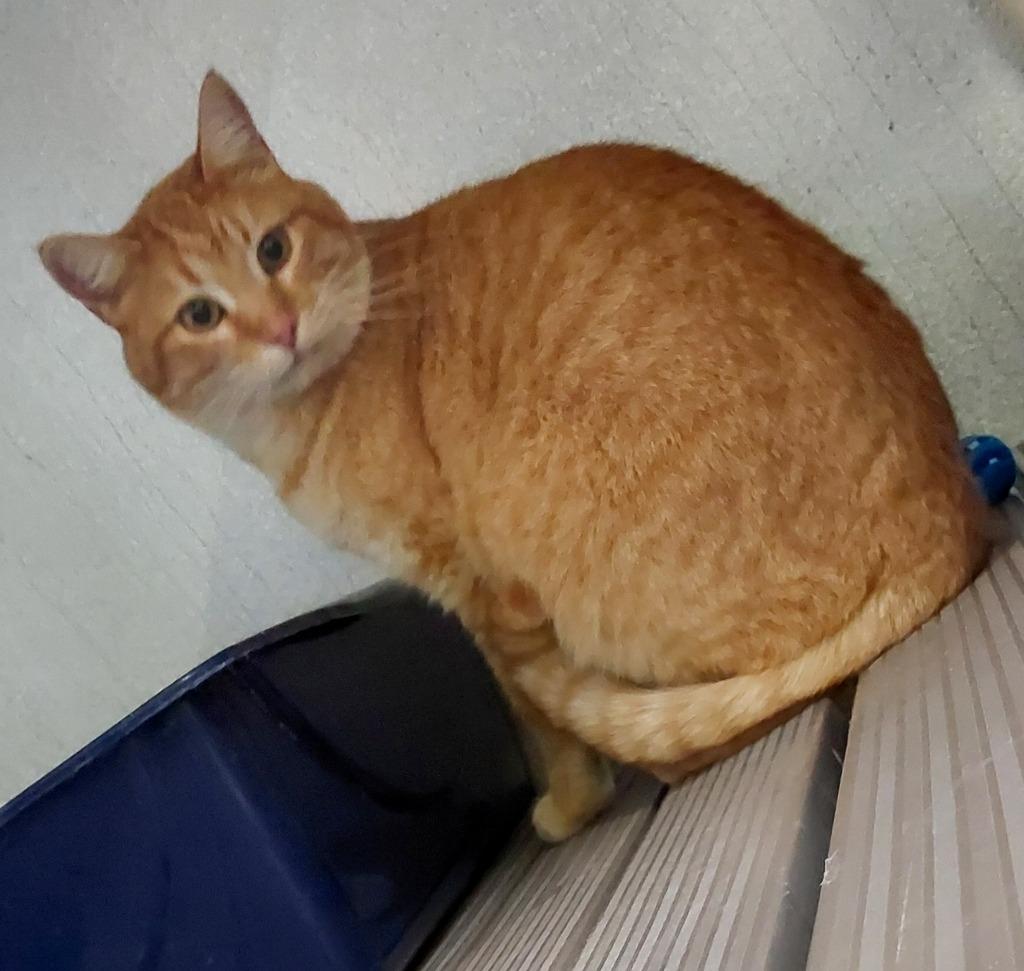 Enlarge Harkin, a Adoptable mixed breed in Moriarty, NM image 1/2