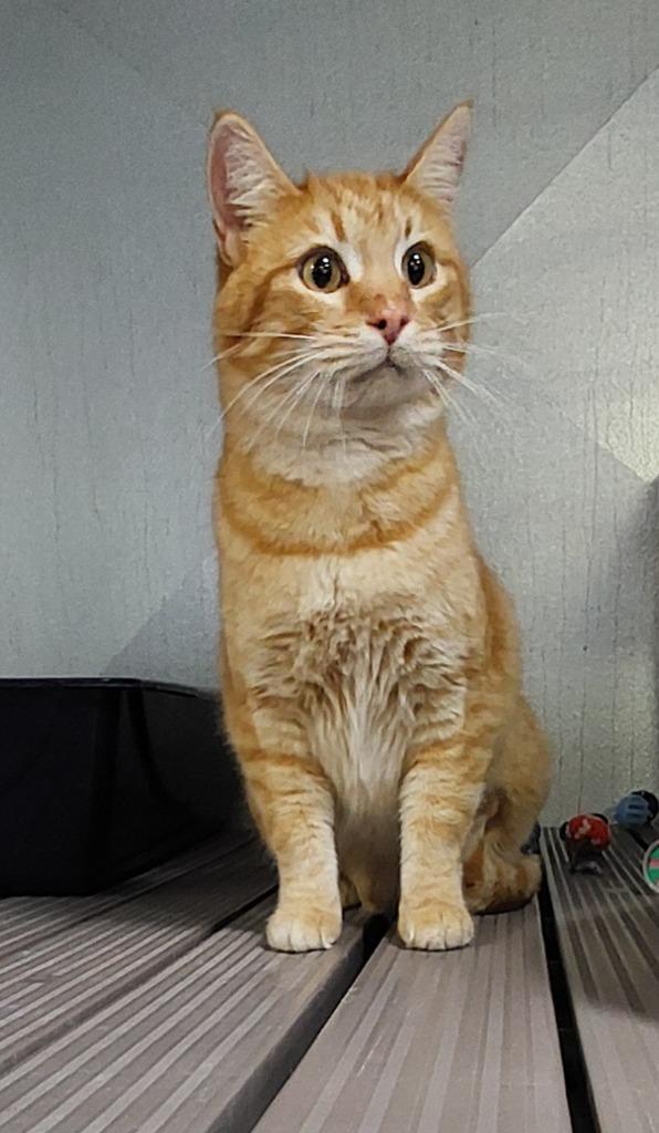 Enlarge Harkin, a Adoptable mixed breed in Moriarty, NM image 2/2