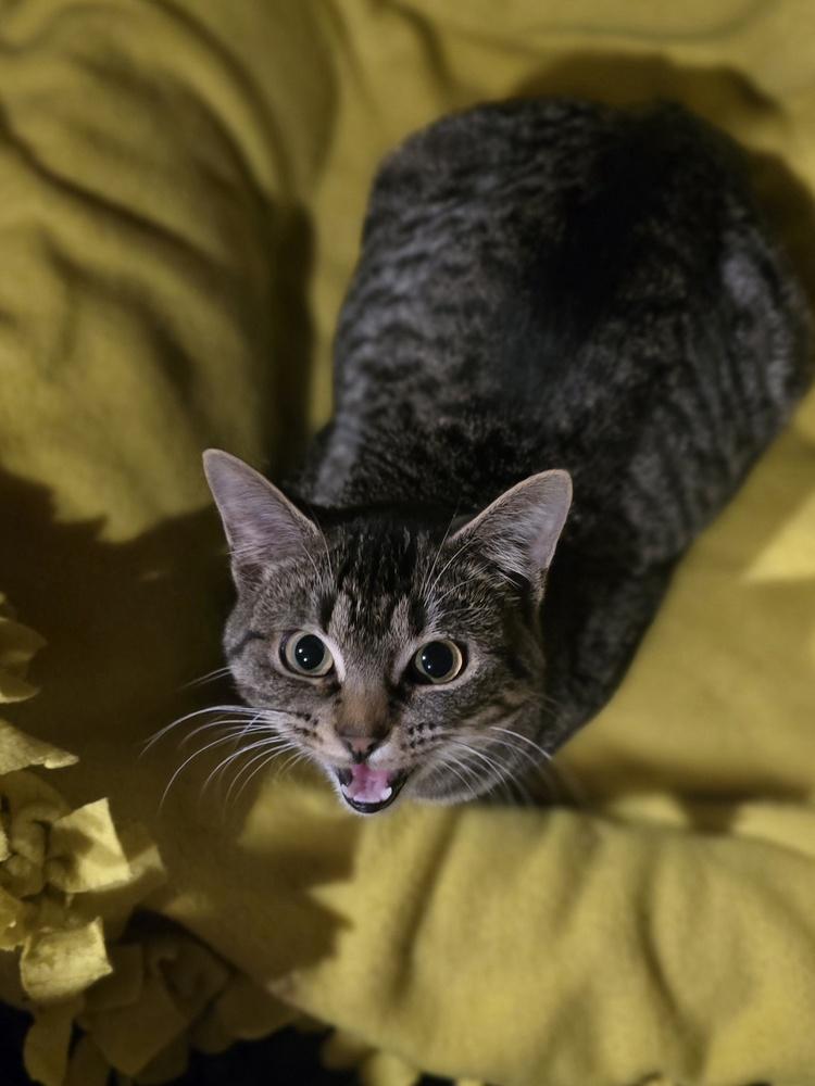 Dawn K 441, Adoptable, Kitten Female Domestic Short Hair.