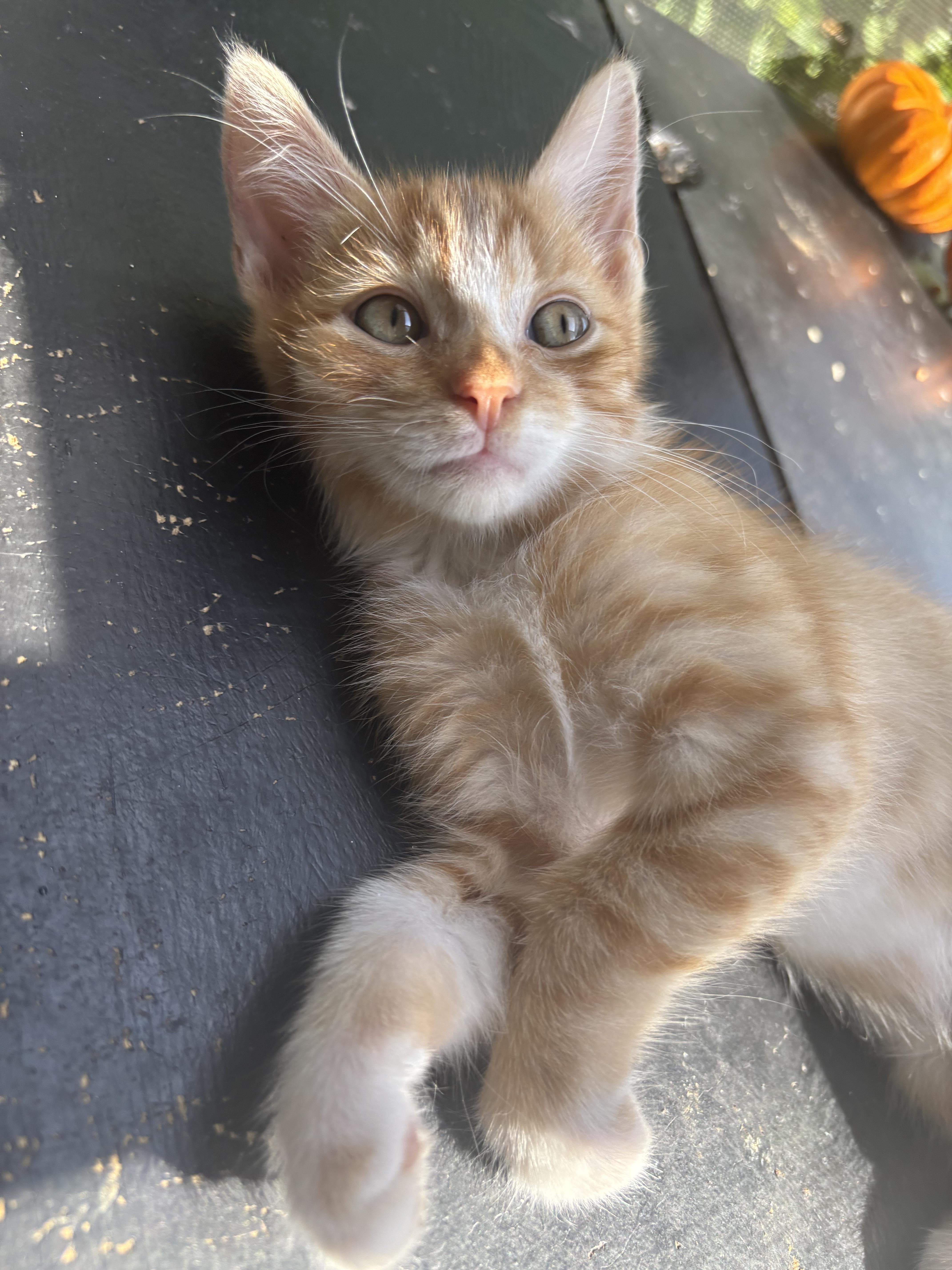 Kaida